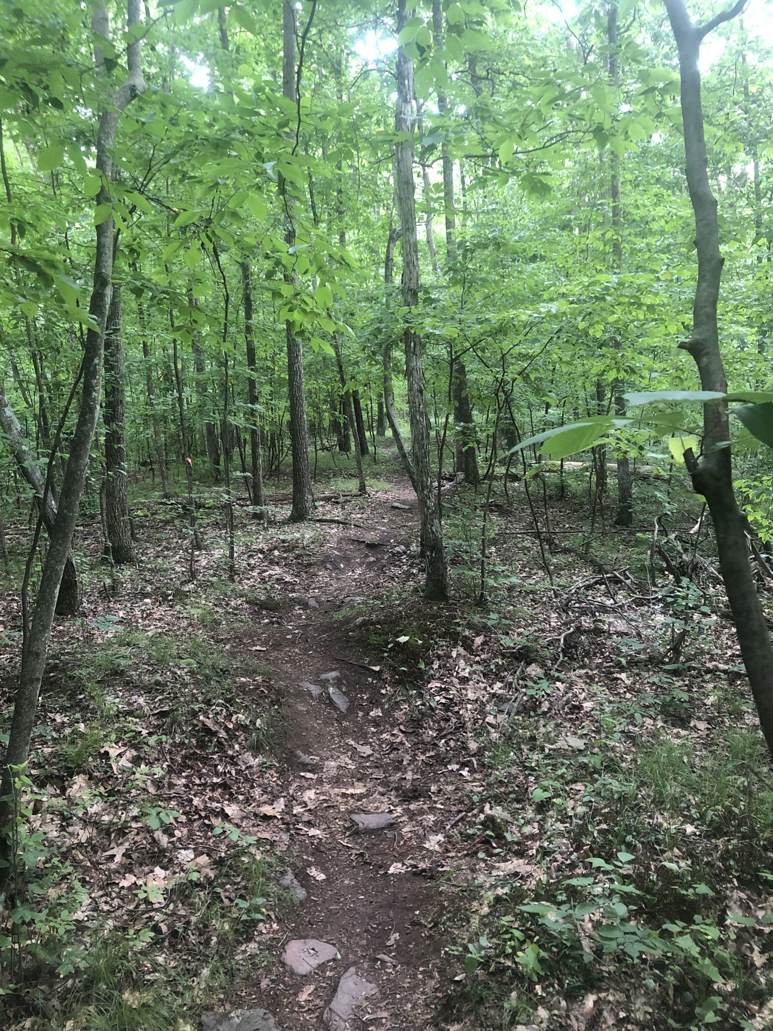 A rocky dirt path leads into a dense, bright green forest. - Moon Lake State Forest Recreation Area northern loop