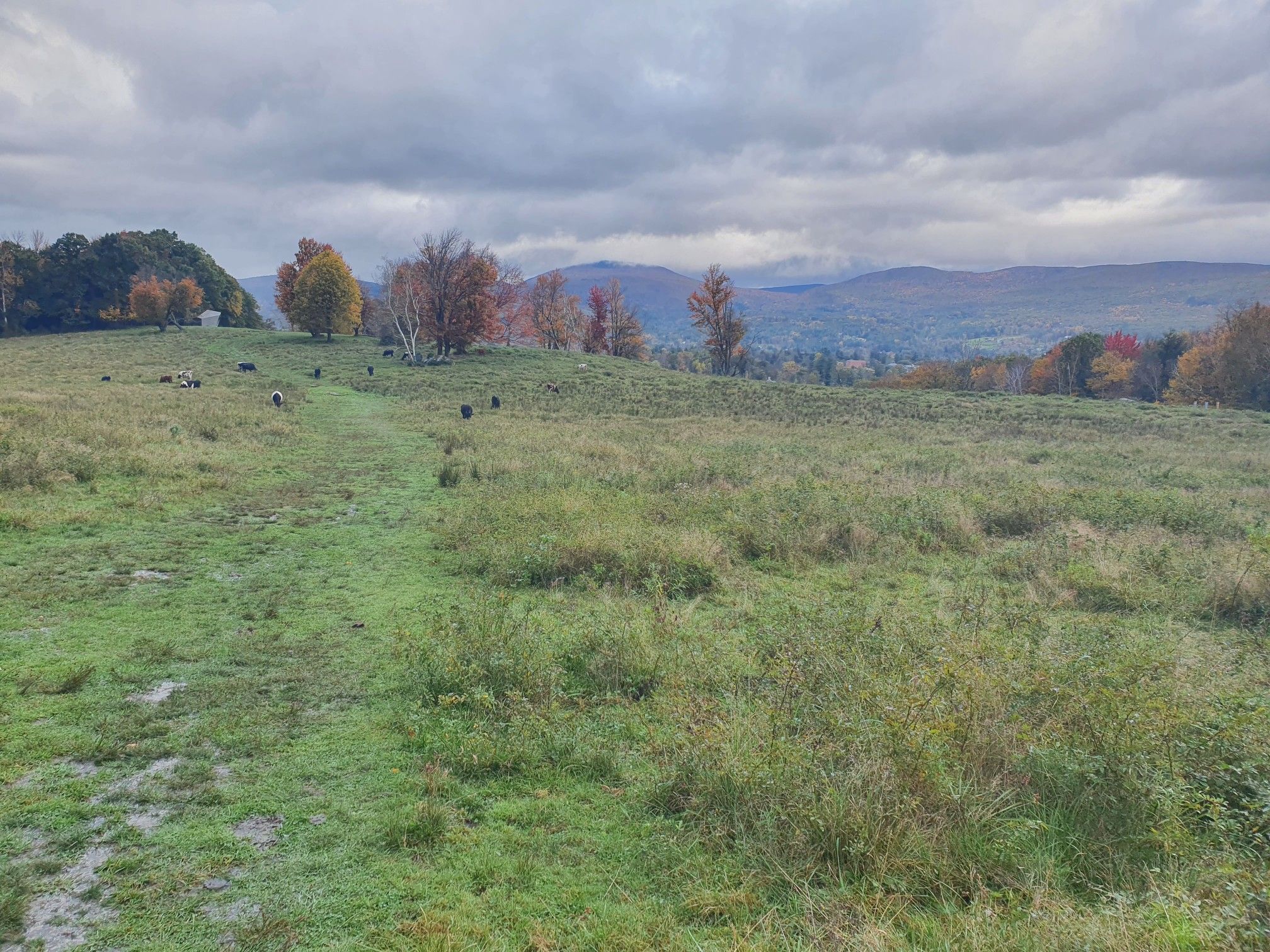 Overcast view of a green field with scattered trees and distant mountains. - Fitch Memorial Lands – 1753 House loop from The Clark Art Institute
