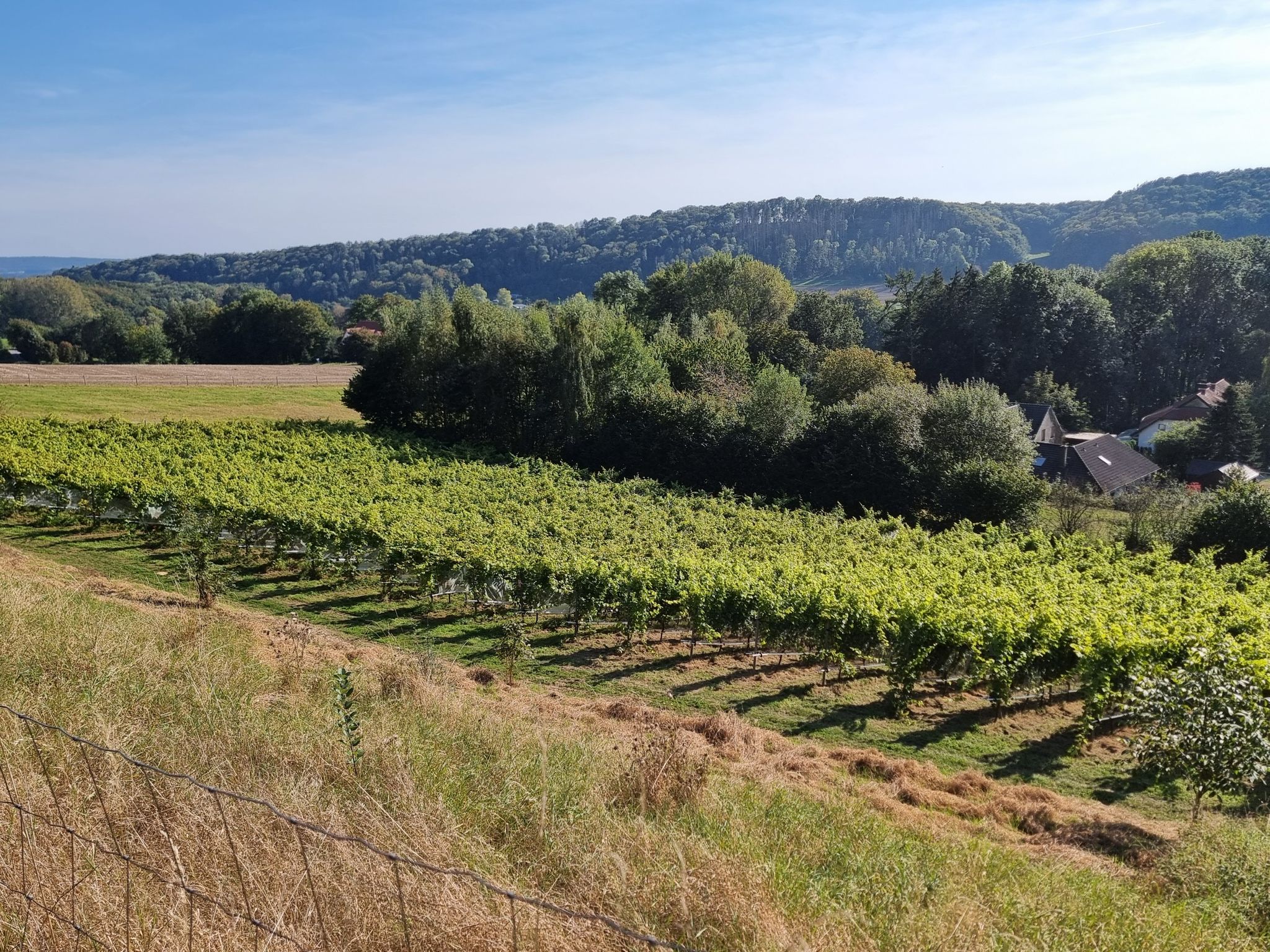 Wein in Bad Iburg