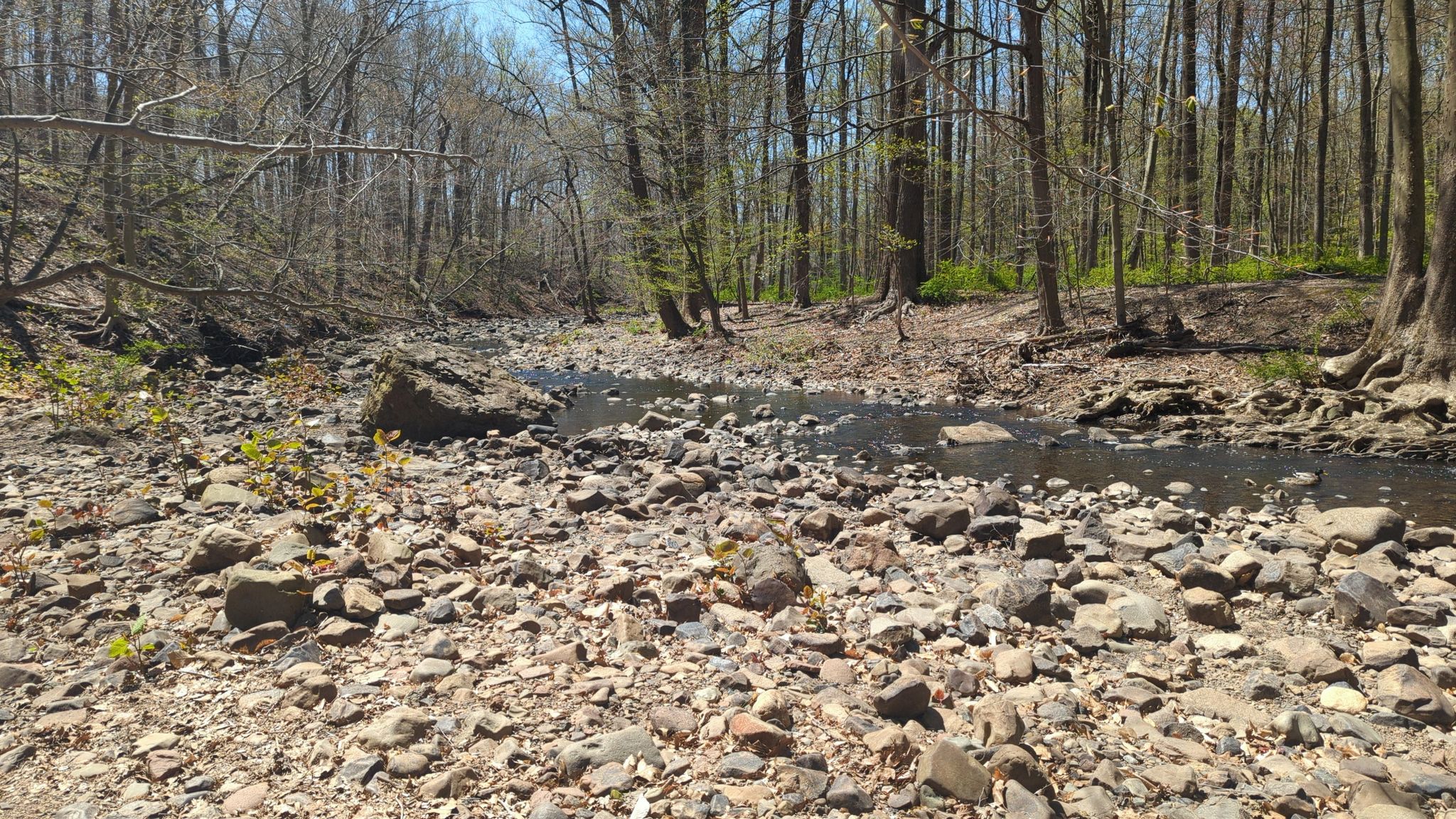 Rocky stream bed in a forest with sparse trees under bright sunlight. - South Mountain Reservation – Hemlock Falls loop from Millburn