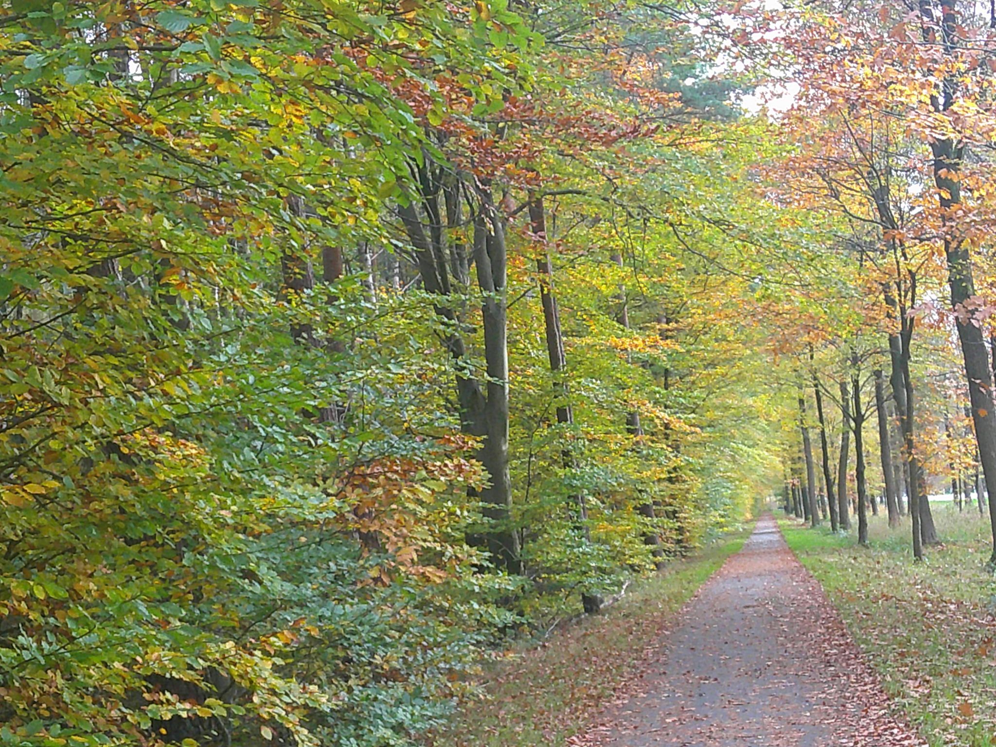 schöner Radweg im Bentheimer Forst an der B403 nach Bad Bentheim