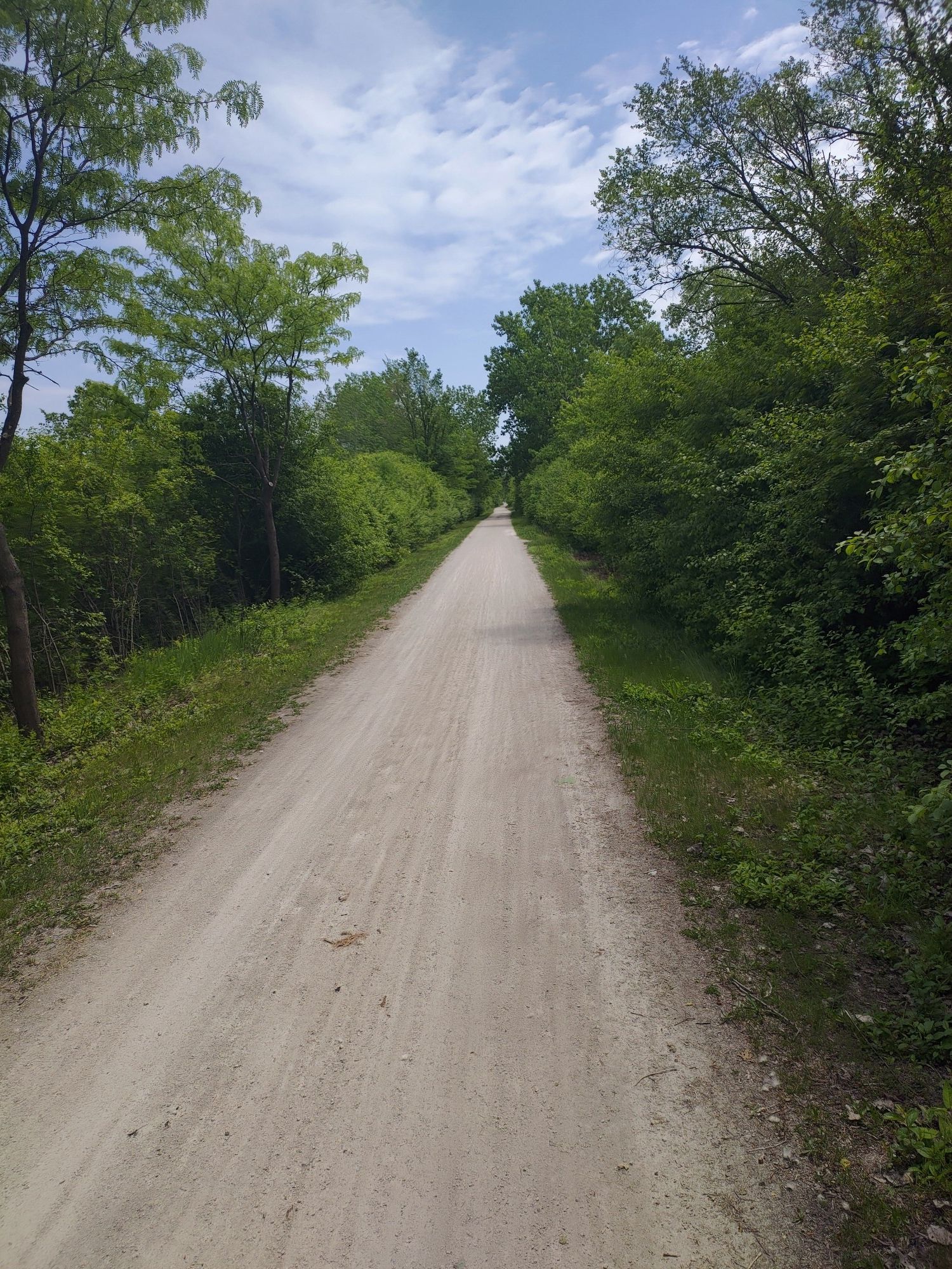 A long, straight dirt path through green trees under a bright sky. - Great Western Trail