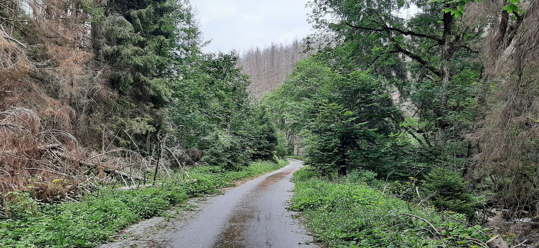 Im Siebertal: Unten schön grün - oben toter Wald