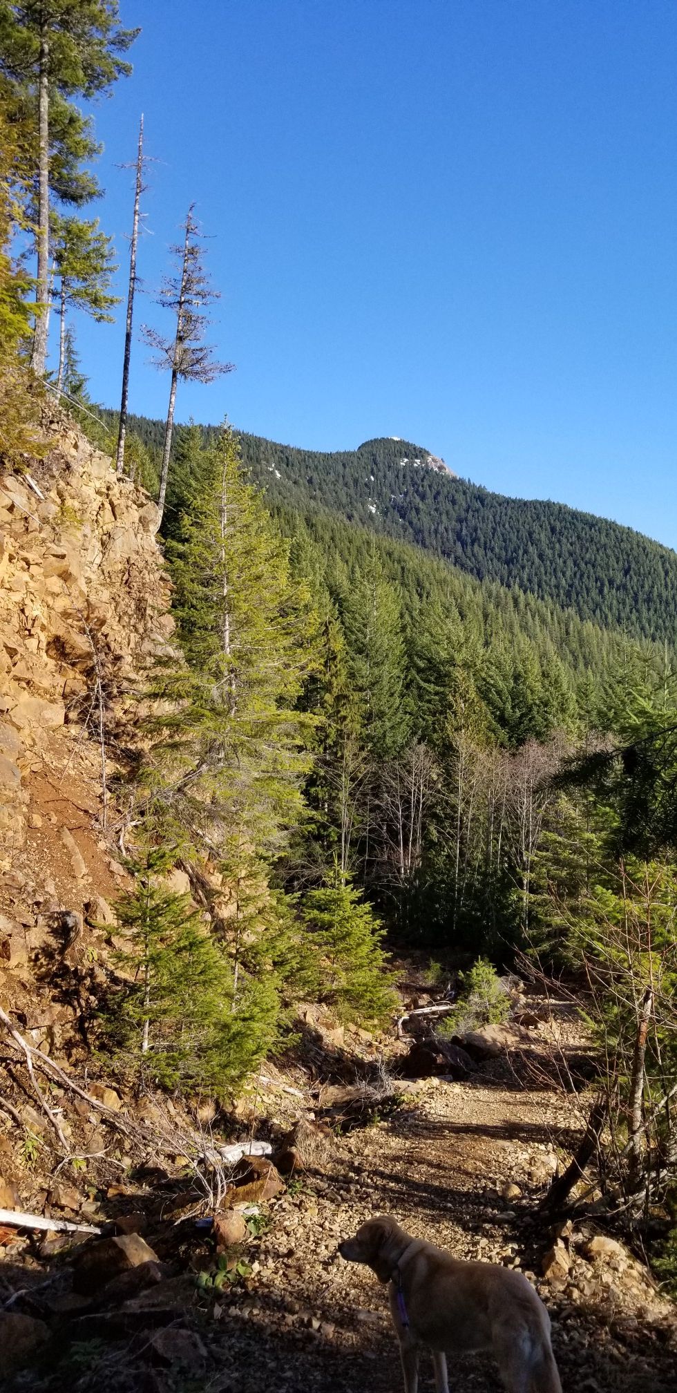 A dog walks on a dirt path beside a steep, forested hillside in sunlight. - Mount Teneriffe Trail
