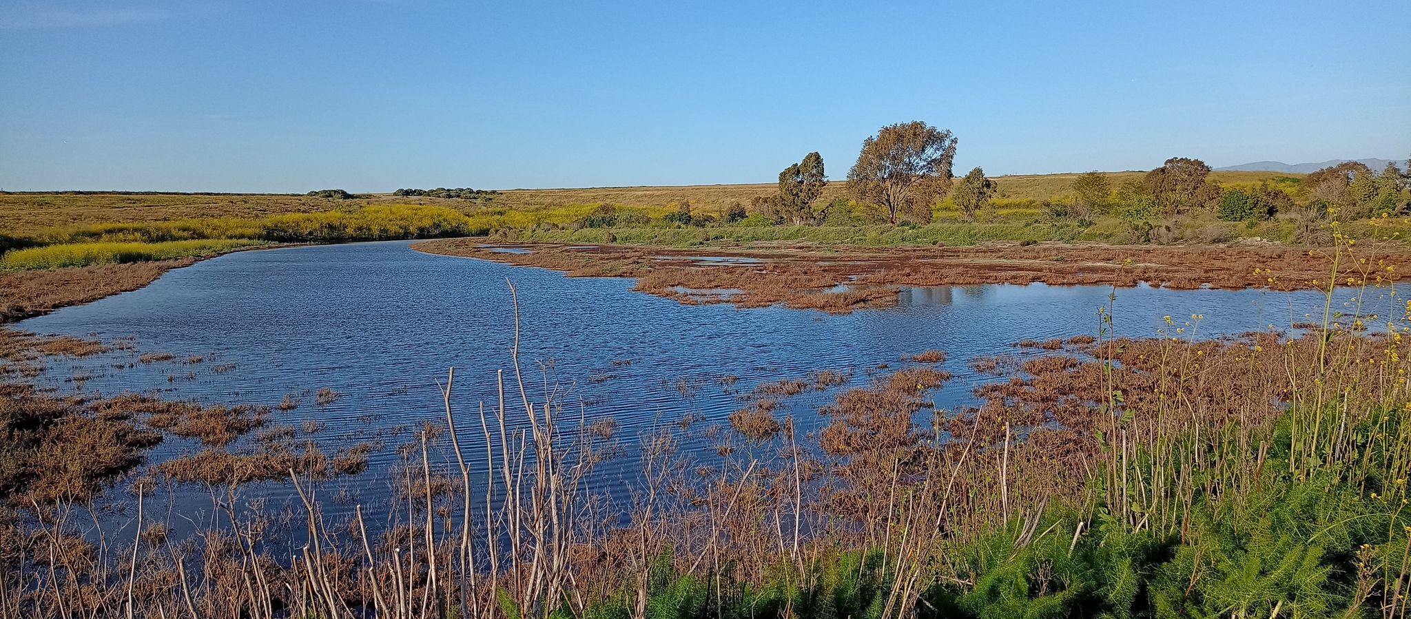 Calm water surrounded by marsh plants and distant trees under a clear sky. - Emily Renzel Wetlands loop from East Palo Alto
