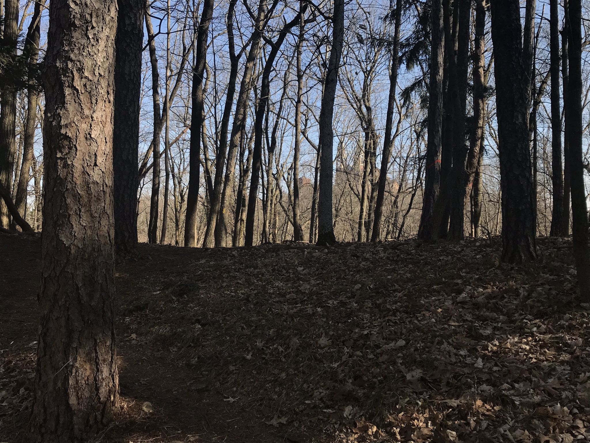 Forest floor covered in leaves, bare trees, dappled sunlight filtering through. - Ice Age Trail: Holy Hill Segment