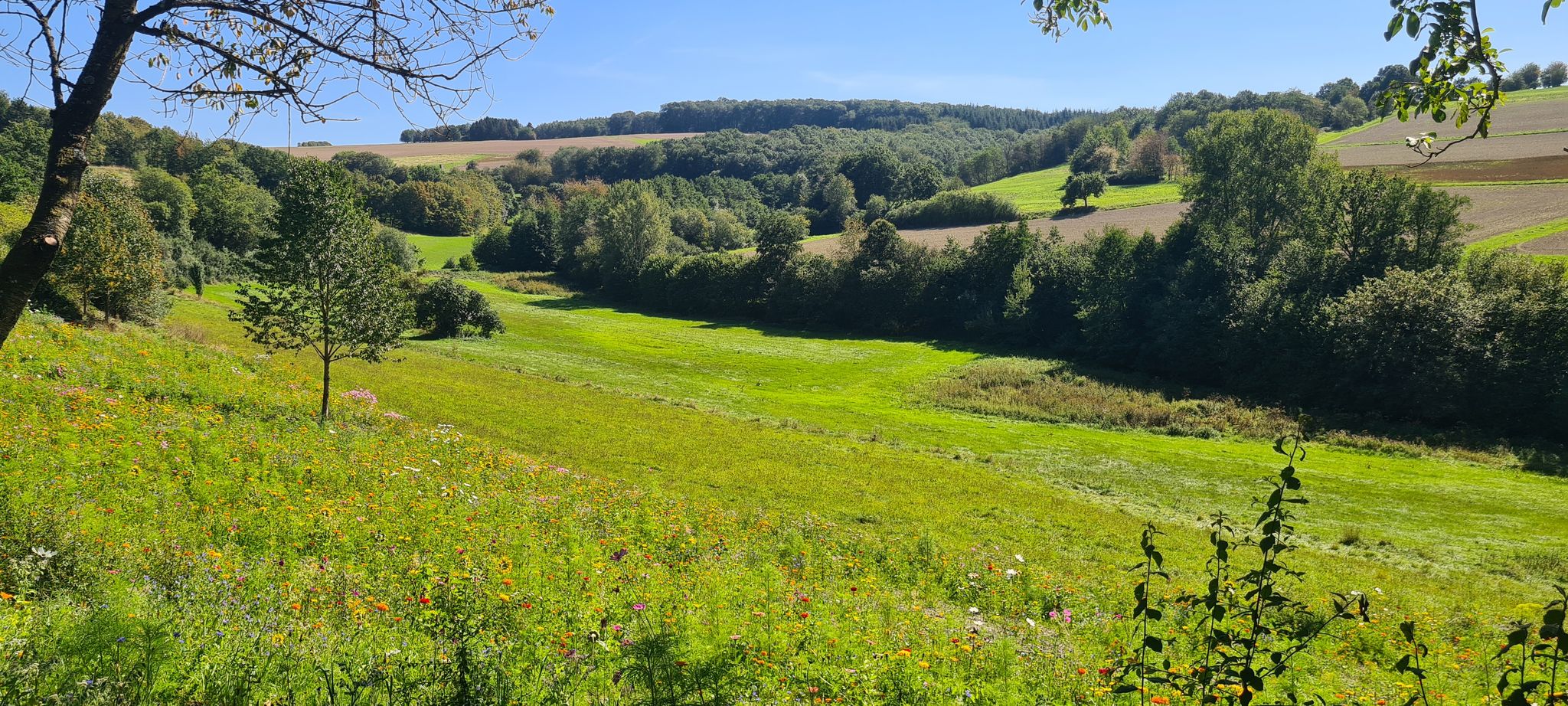 In Altlay Blumenwiese angekommen