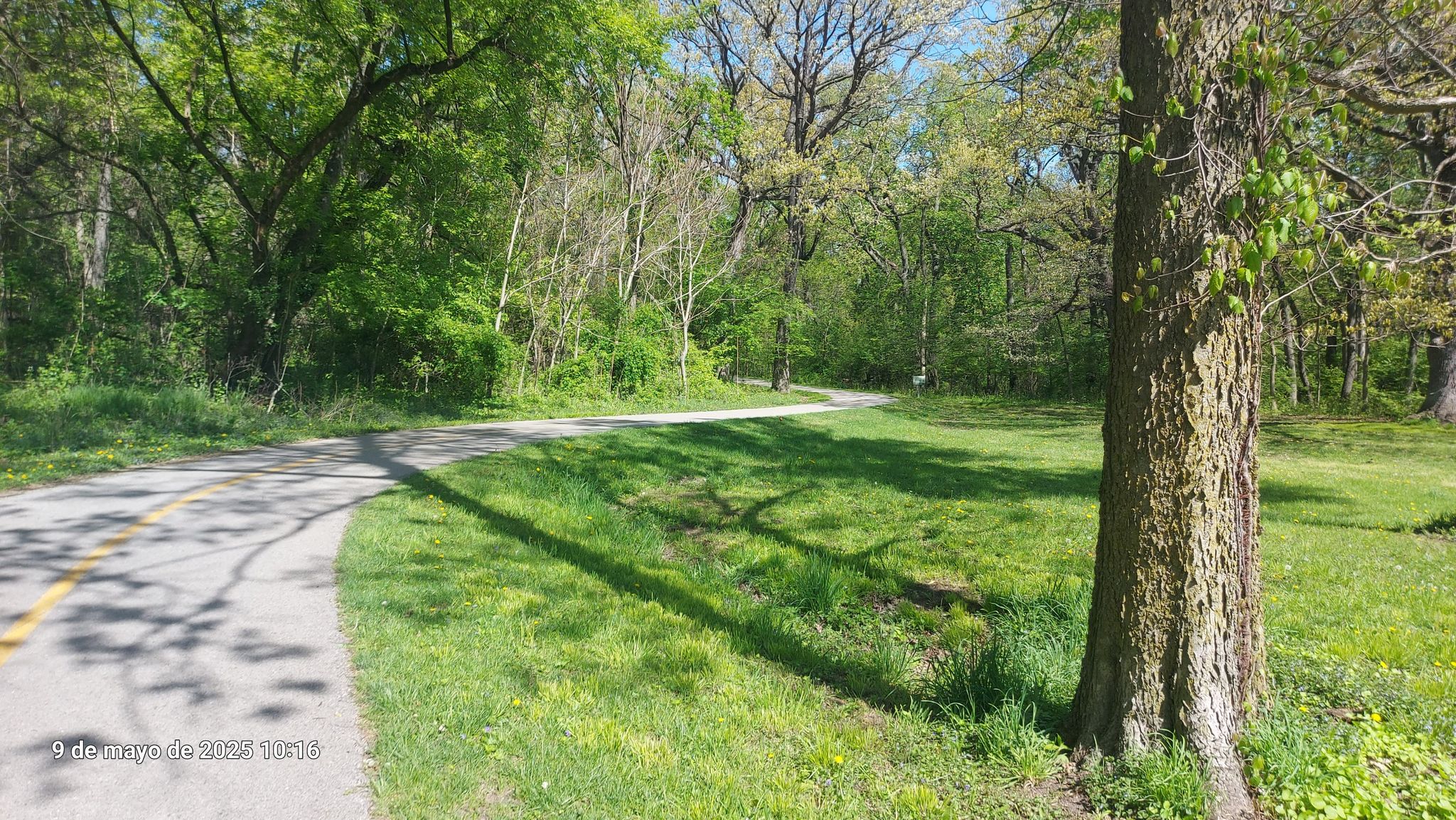 Curved paved path next to a large tree and a sunny grassy field. - La Grange Park Woods – Salt Creek loop from La Grange