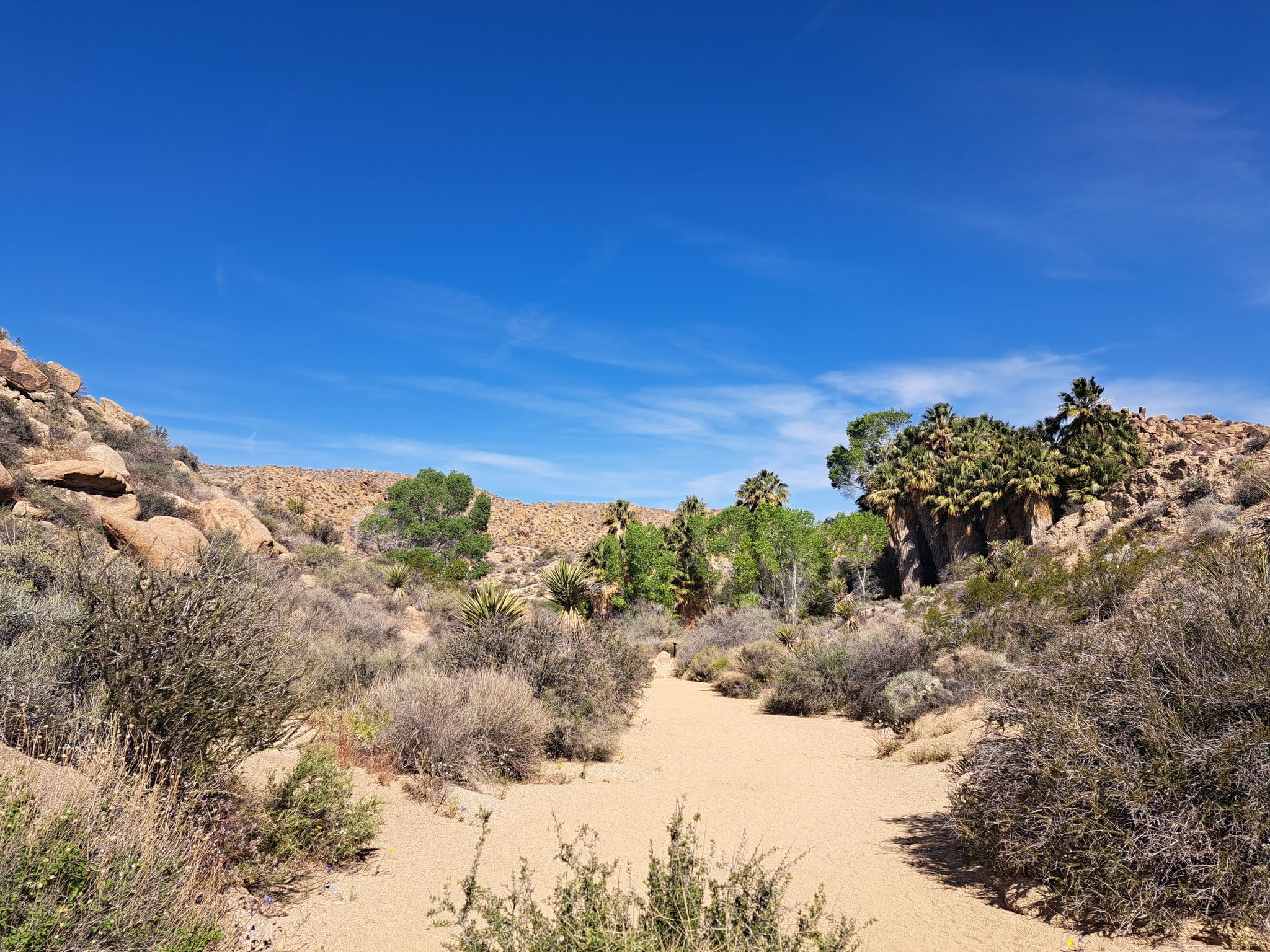 Sandy desert wash with rocky hills and palm trees under a clear blue sky. - Lost Palms Oasis Trail
