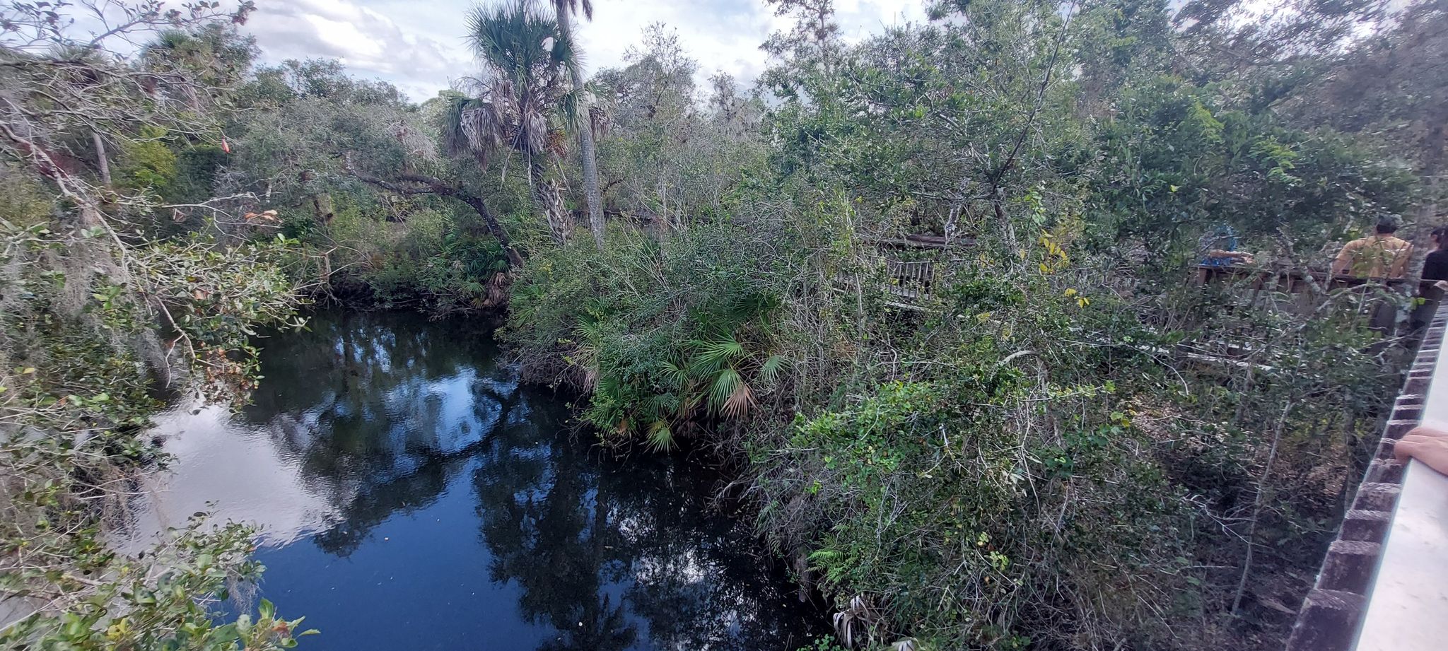 Overlooking a dark river surrounded by dense green trees and brush. - North Marsh Trail