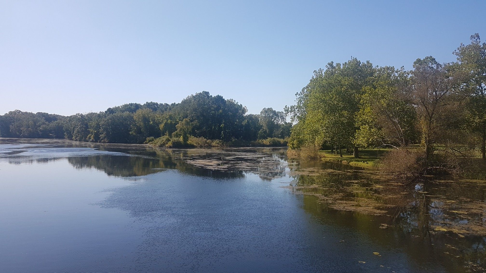 Wide lake with floating vegetation, bordered by dense green trees under a bright sky. - Buno Road bridge loop from Baywoods Parking Lot