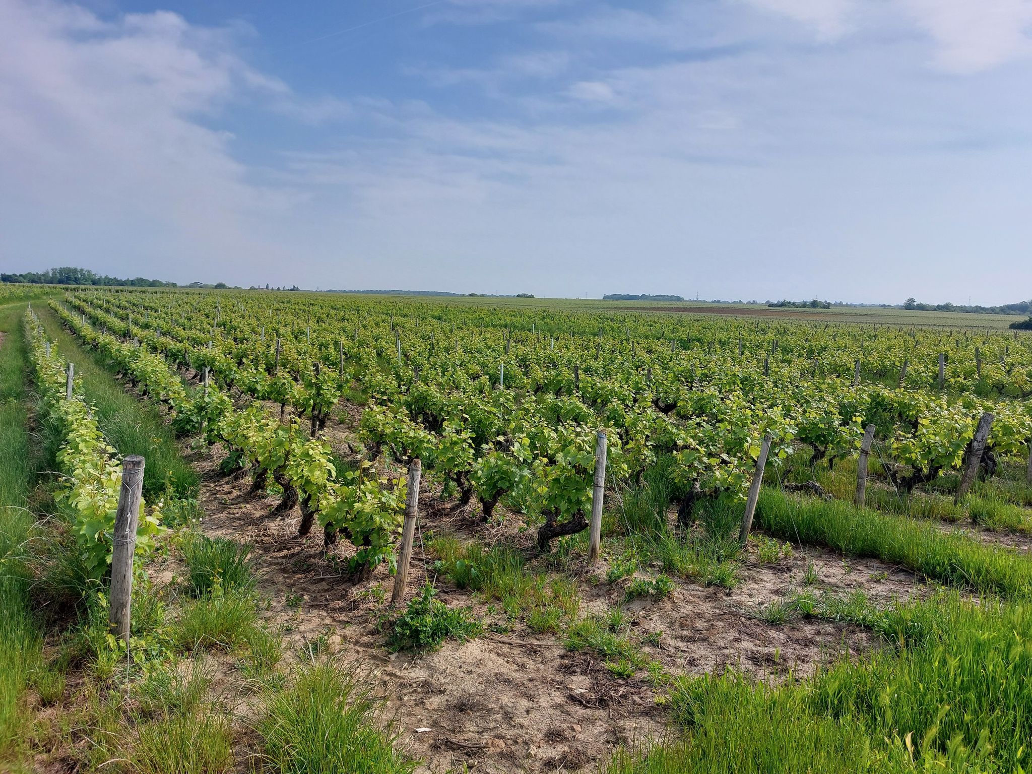 Ten noorden van de Loire: reusachtig grote wijngaarden