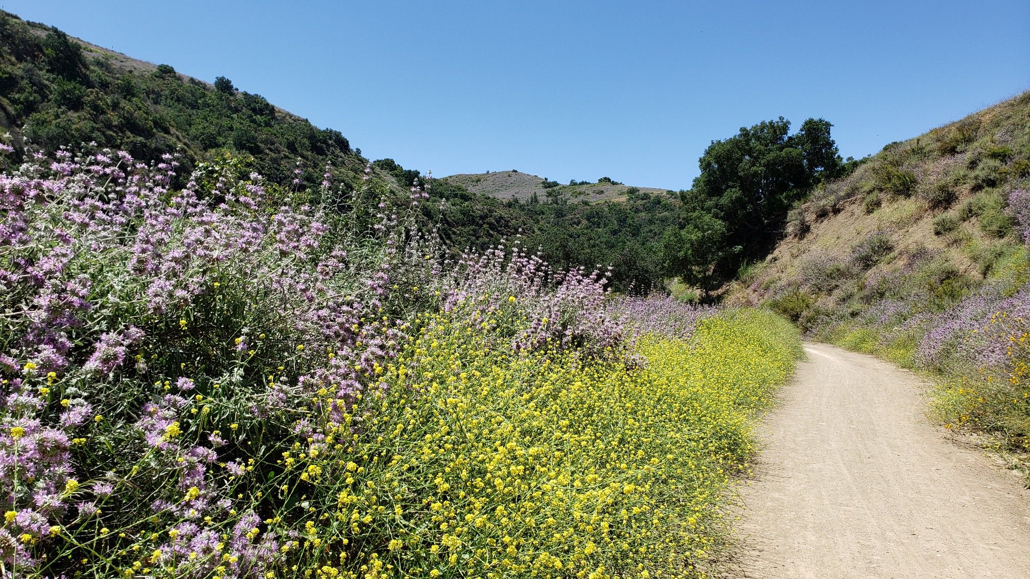 A dirt path winds through a valley vibrant with yellow and purple wildflowers. - Black Star Falls – Beeks Place loop from Santiago Canyon College