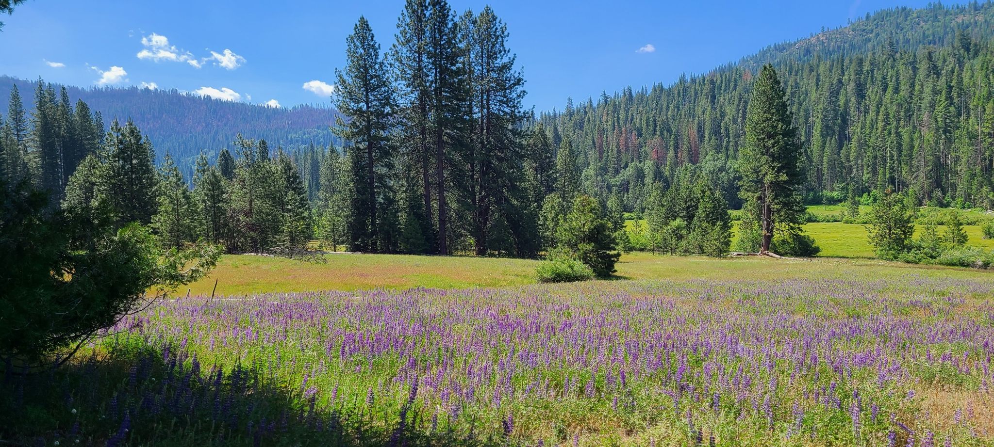 Bright meadow with purple wildflowers, surrounded by tall pine forests under blue sky. - Wawona Meadow Loop Trail