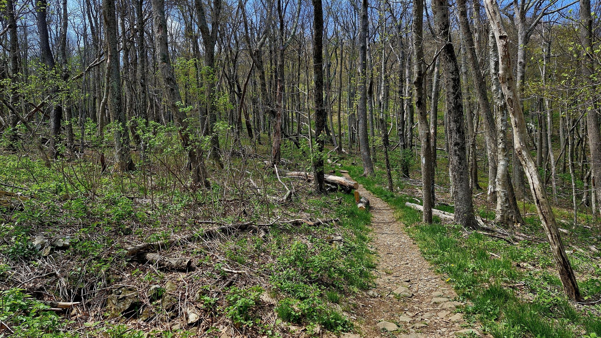 Narrow dirt path winding through a forest with bare trees. - Hawksbill Mountain via Appalachian Trail