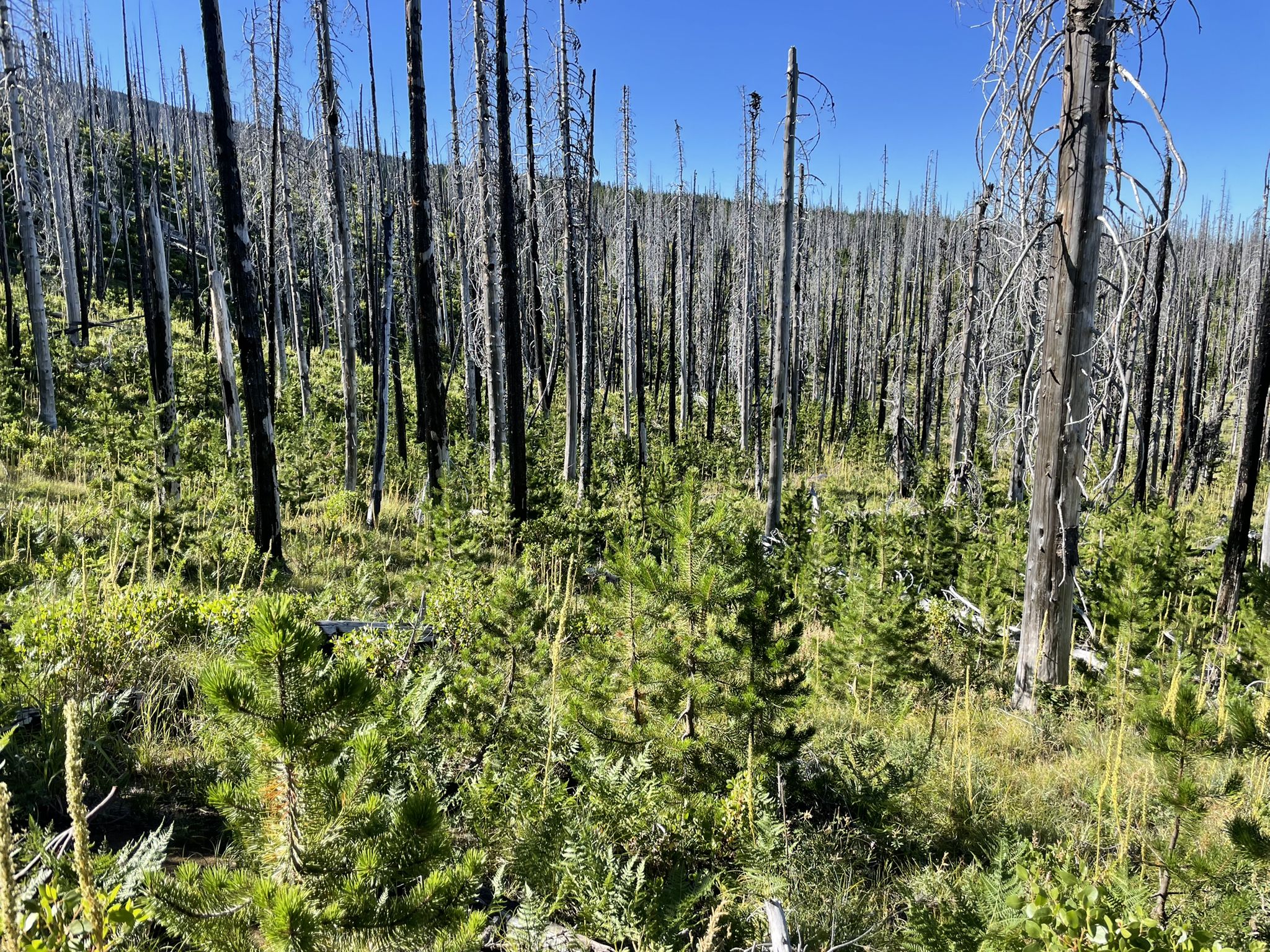 New growth emerges among numerous charred, standing tree trunks under a clear sky. - Mount Washington via Pacific Crest Trail