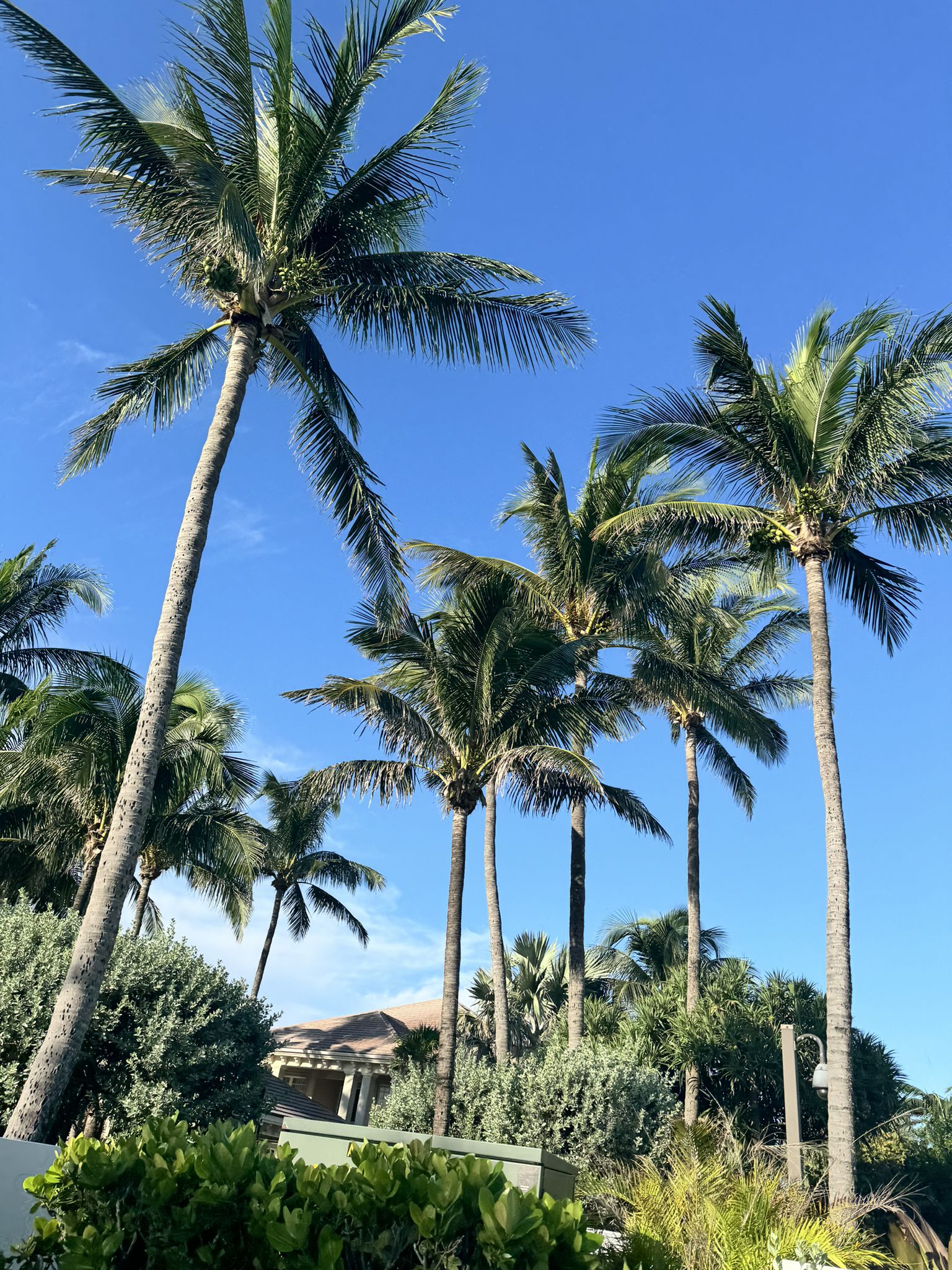 Tall palm trees reaching towards a bright blue sky with scattered clouds. - Ocean Ridge Natural Reserve – Lake Worth Beach Park with pier loop from Lake Worth