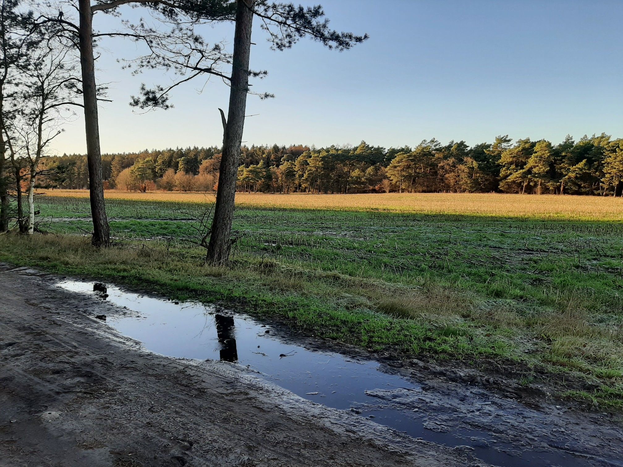 Kührstedter Wald