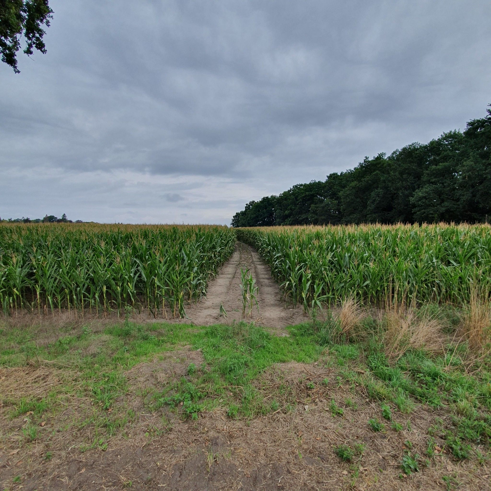Maisfeld