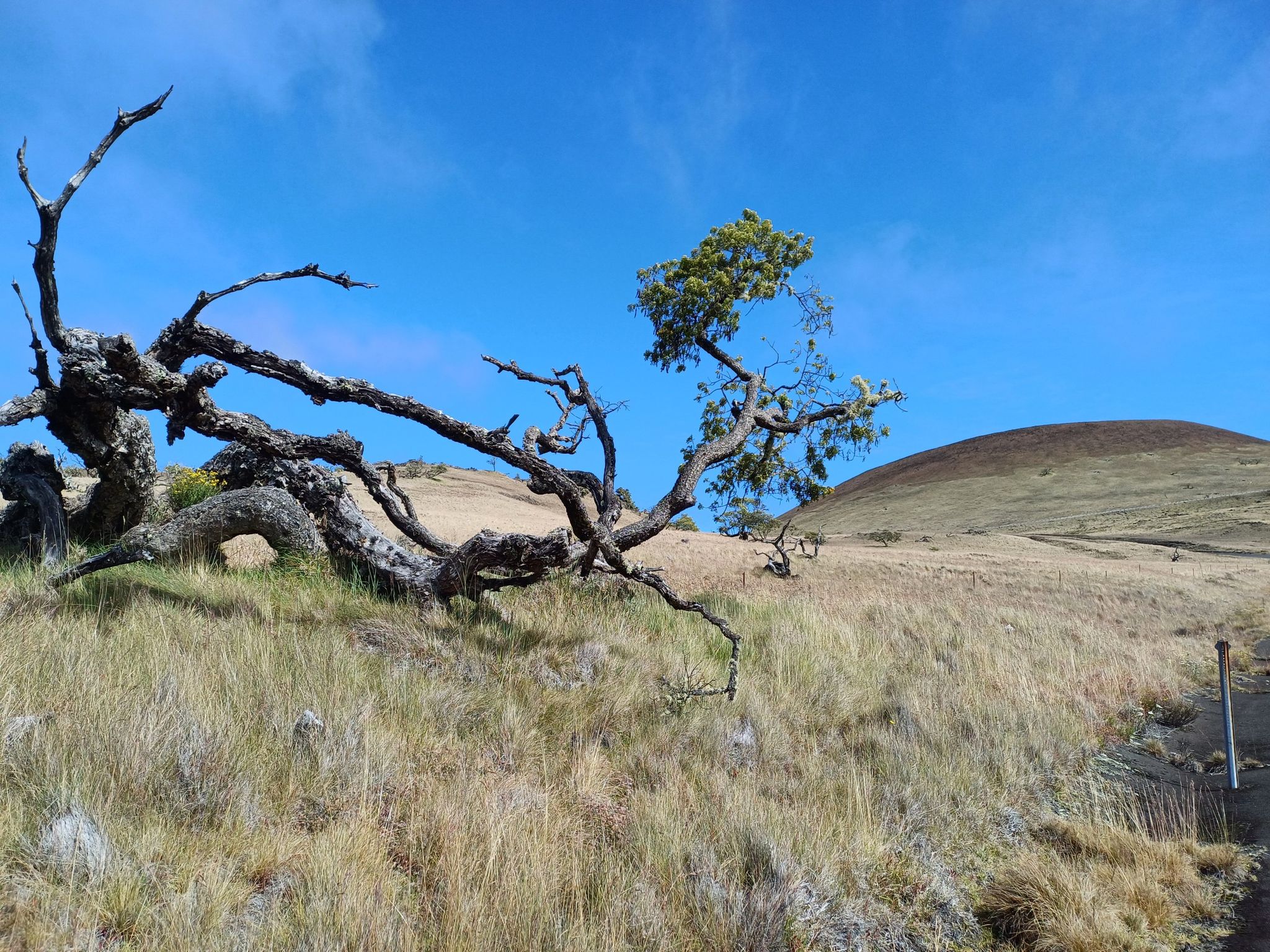 A gnarled tree with green leaves on a grassy hillside under blue sky. - ʻAnaehoʻomalu Beach to Maunakea Visitor Information Station century ride— South Kona