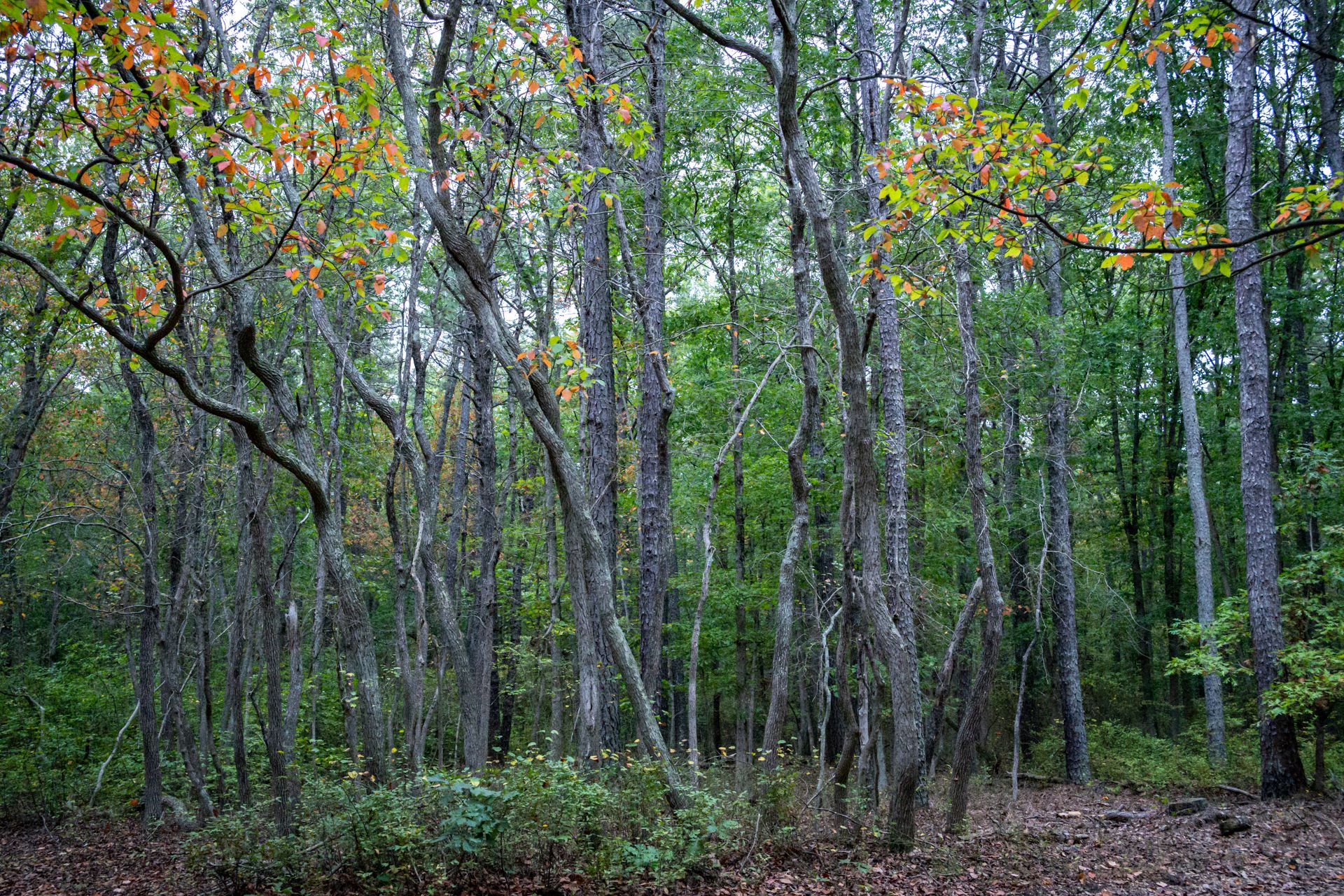 Dense forest with tall trees, green and orange leaves, and leafy ground. - Turkey Swamp Park Loop