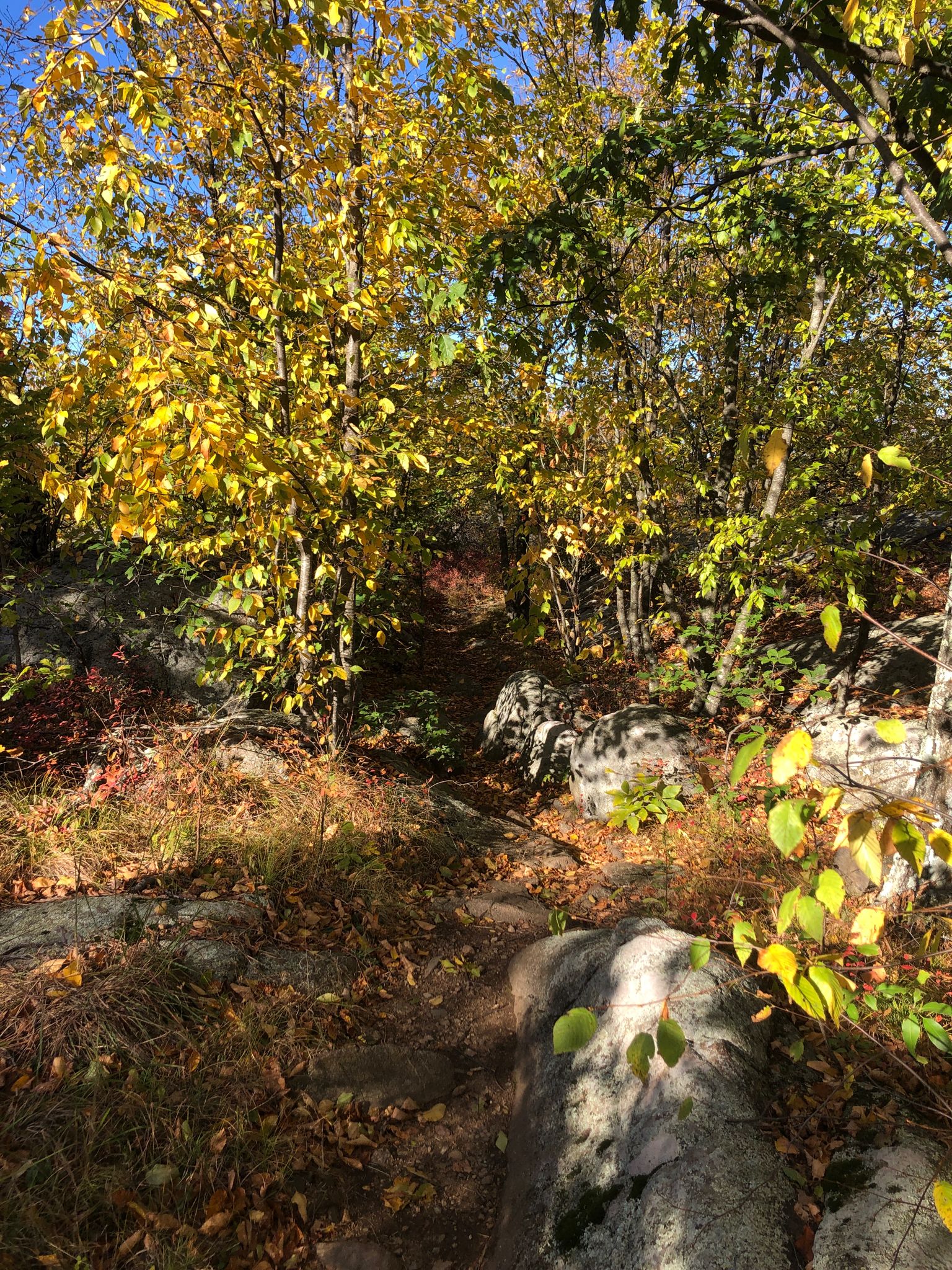 Sunny forest path lined with vibrant yellow and red autumn foliage. - Seven Hills and Reeves Brook Loop
