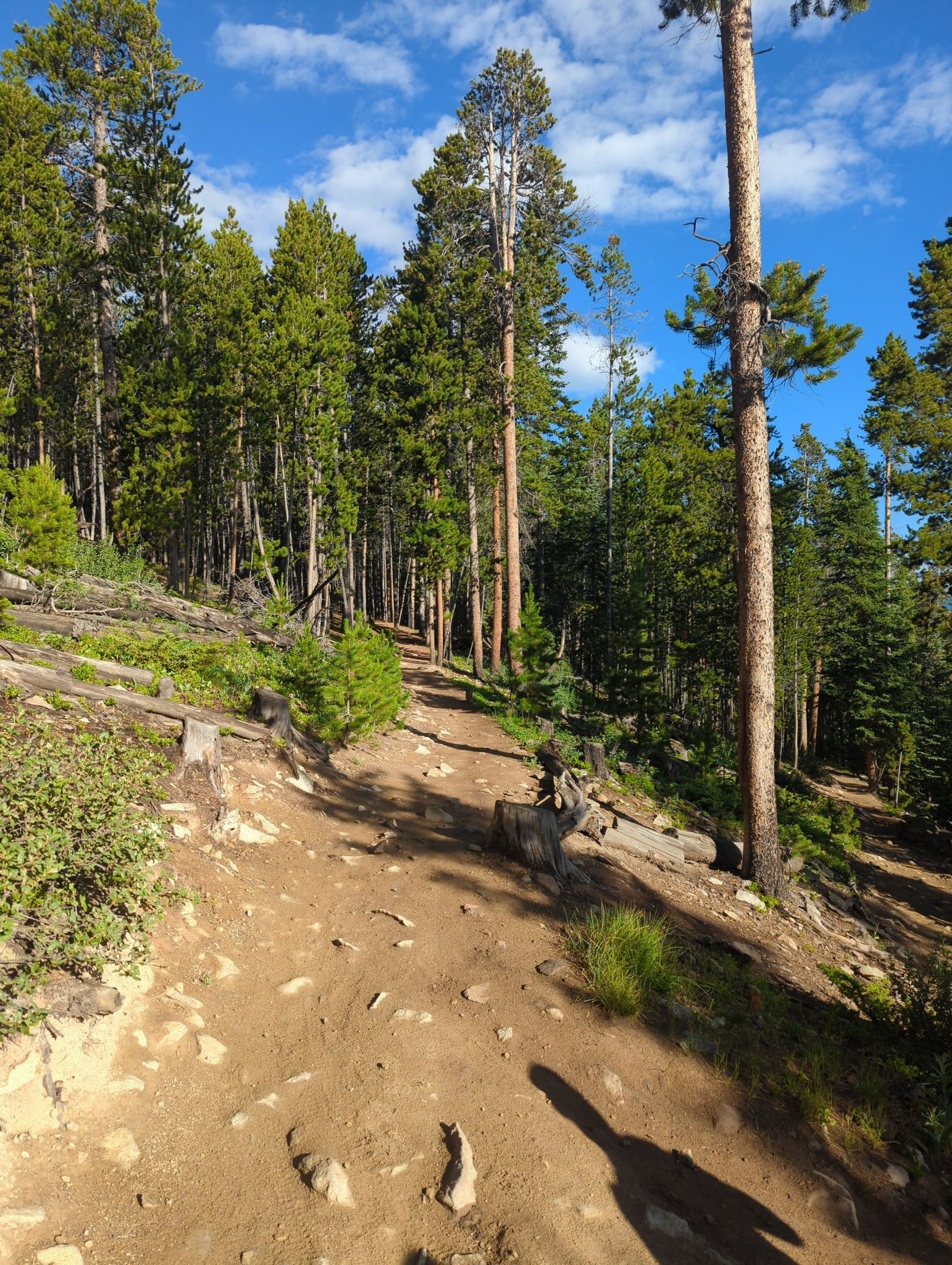 Sunny dirt path winding uphill through a dense pine forest. - Baker's Tank Loop