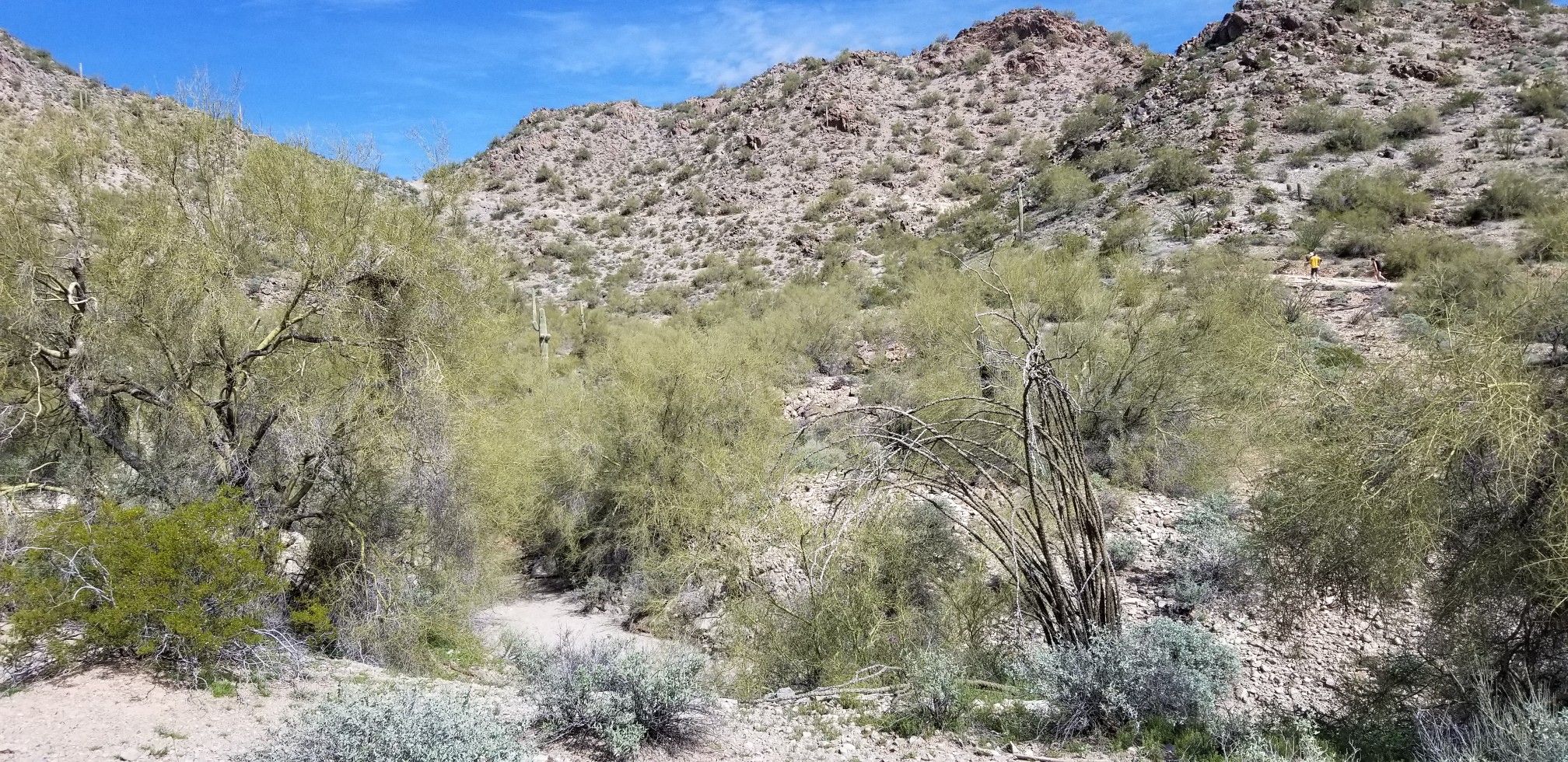 Desert wash winding through rocky, scrub-covered hills under a bright blue sky. - San Tan Loop Trail