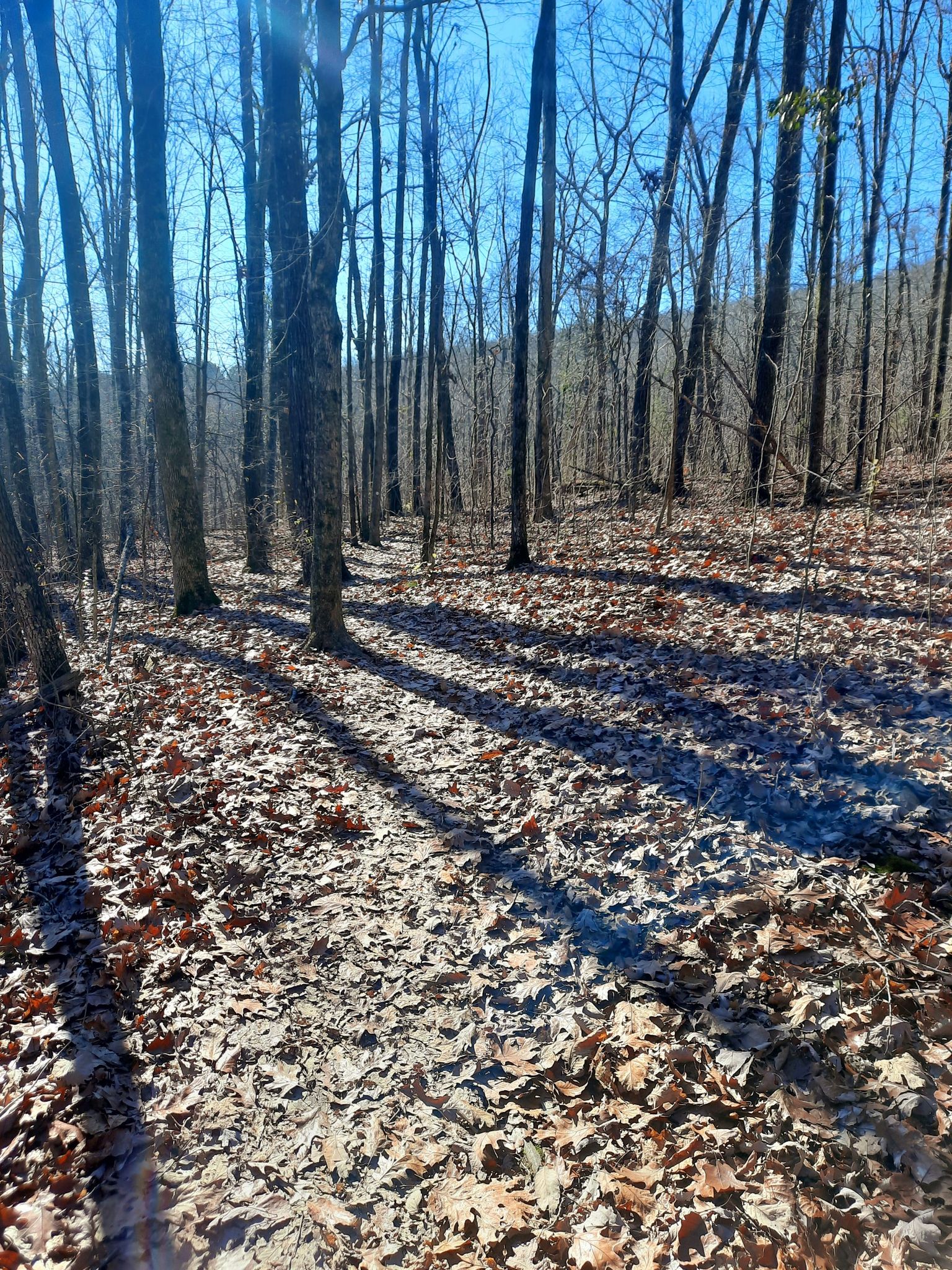 Sunny forest path with bare trees and long shadows on fallen leaves. - Rainbow Loop Trail