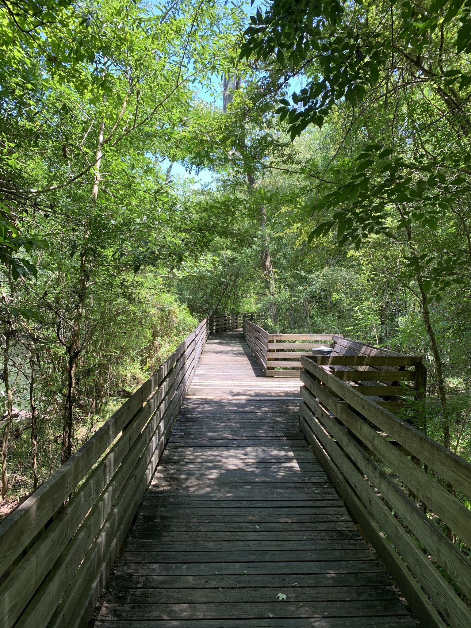 A sunny wooden boardwalk winds through a lush green forest with dappled light. - Wilderness Park Main Trail