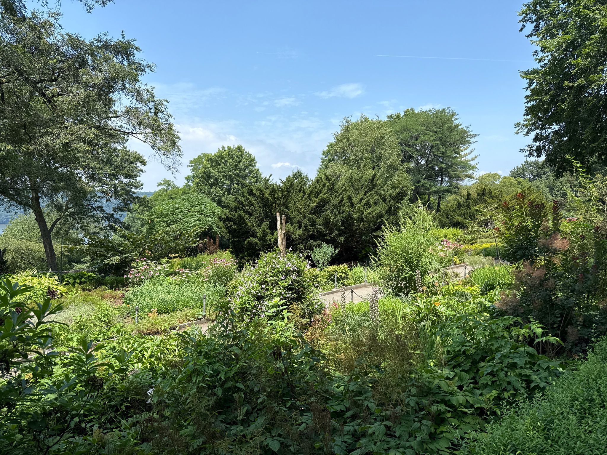 Lush green garden with various plants and trees under a blue sky. - The Met Cloisters – Fort Tryon Park loop from 181st Street