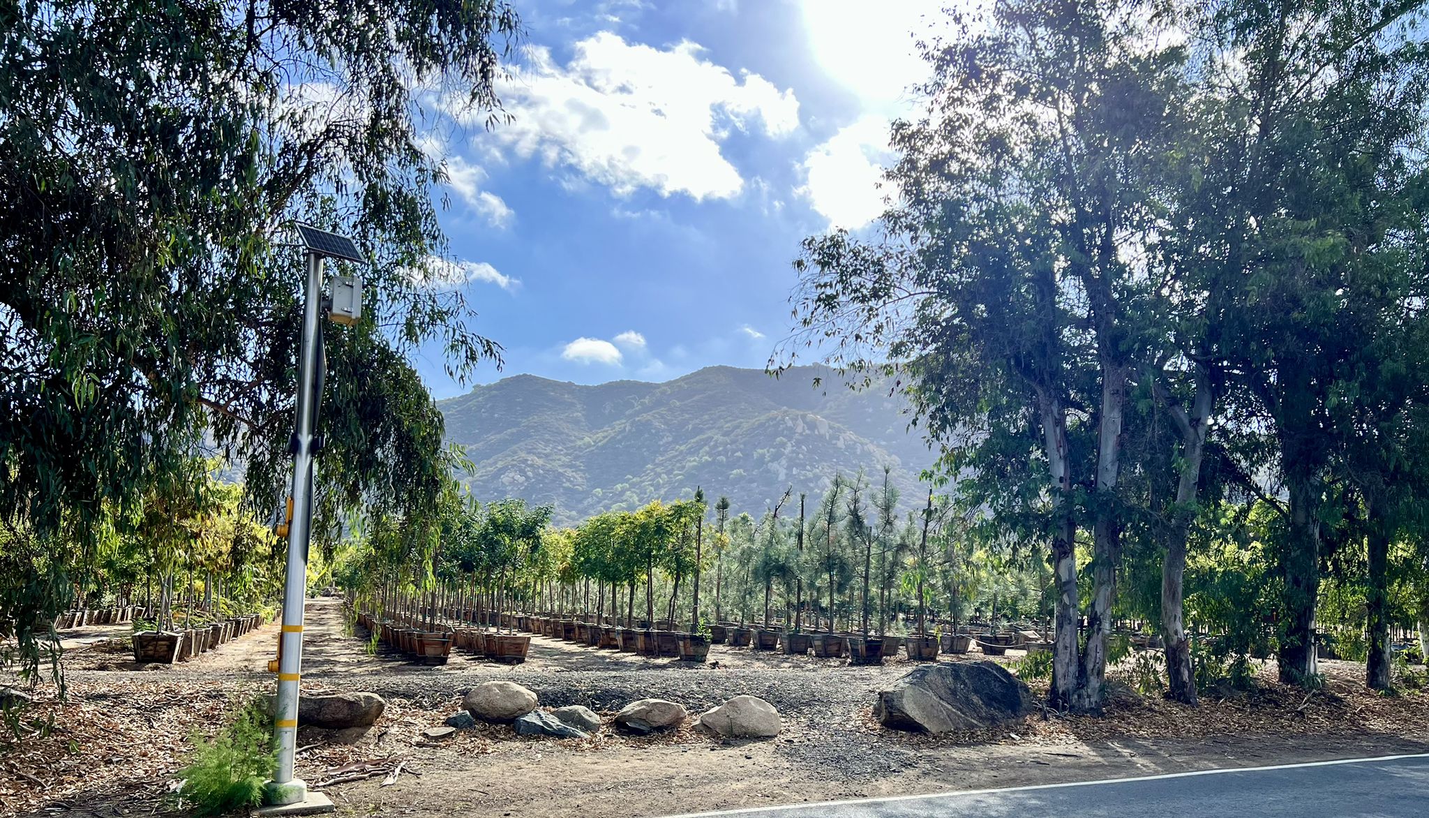 Sunny tree nursery with rows of potted plants and distant mountains. - Lake Hodges – Highland Valley Road loop from Poway