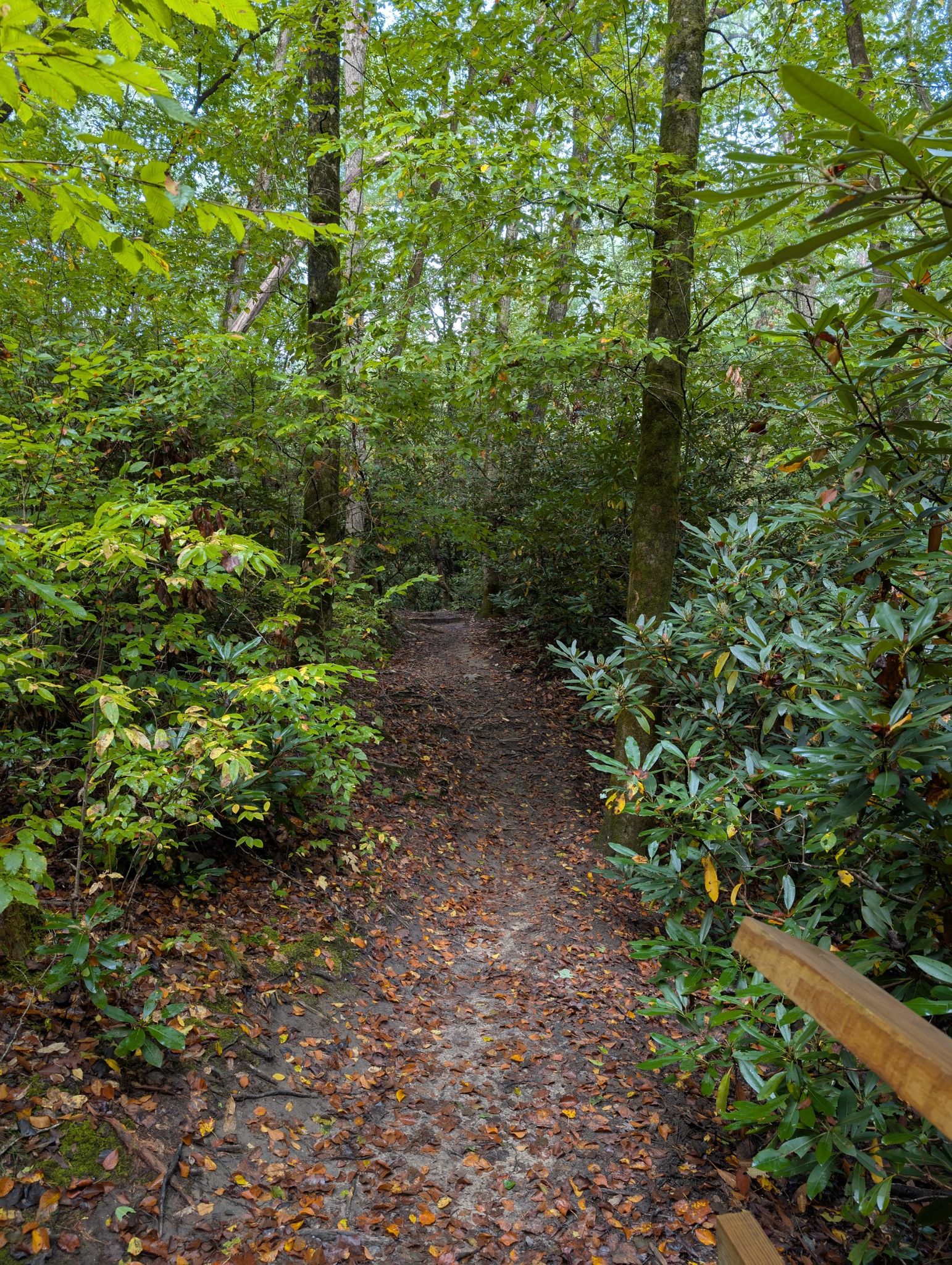 Bright forest path winding through dense green trees and undergrowth. - Whaleback Falls – Grogan Creek Falls loop from Davidson River