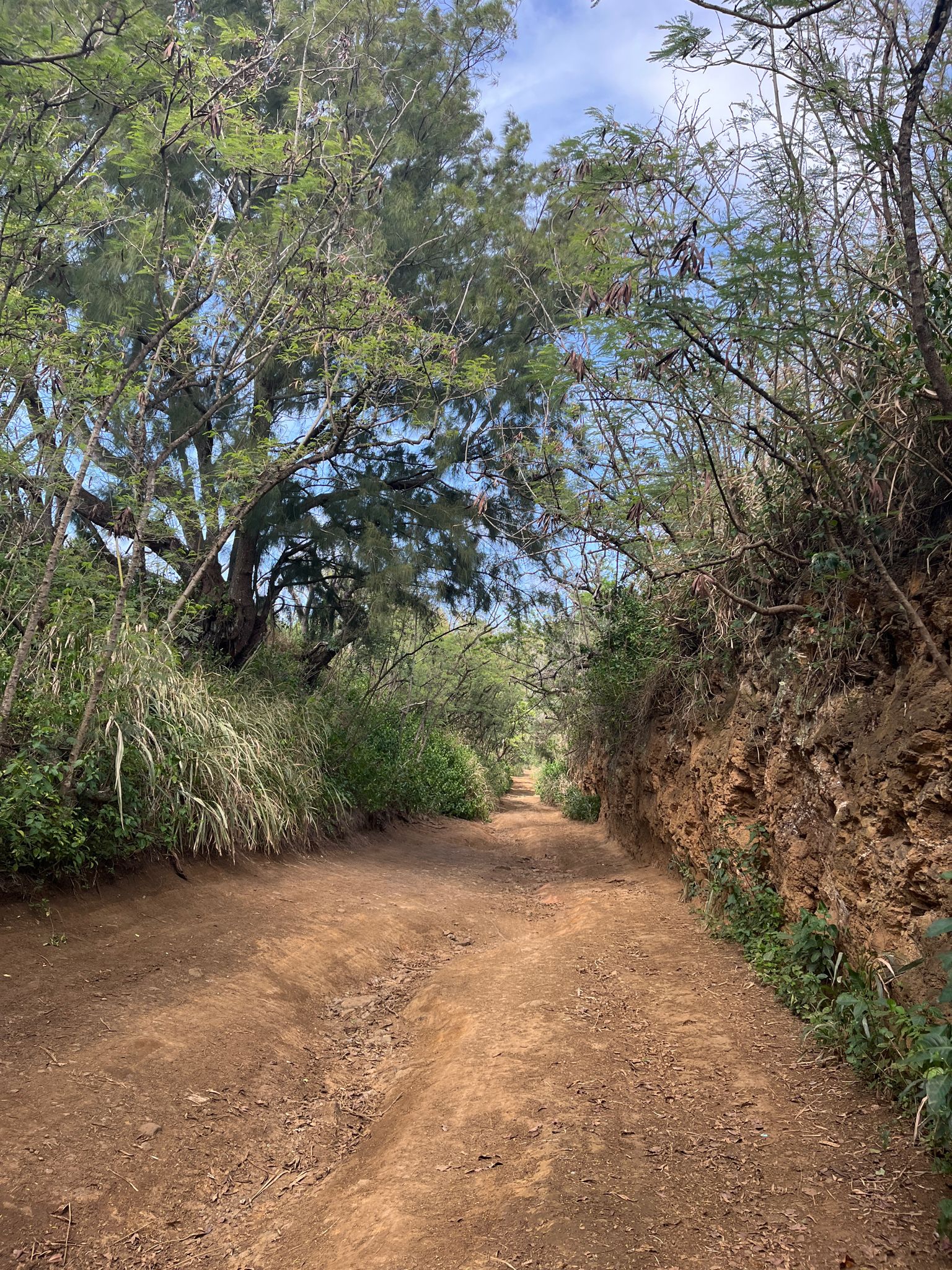 A narrow dirt road is surrounded by dense green trees and foliage. - Kauhola Point via Old Kohala Mill Road Loop