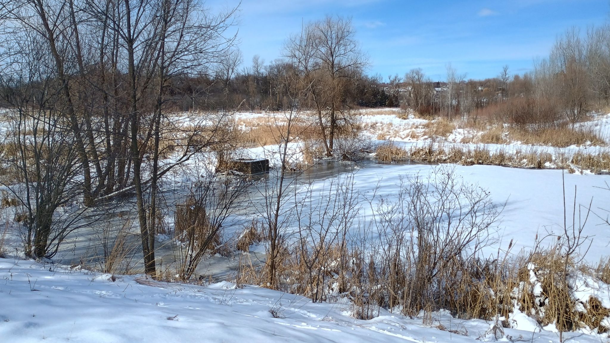Sunny winter landscape with a partially frozen pond and snow-covered banks. - Maple Grove Forest Preservation Area B Long Loop