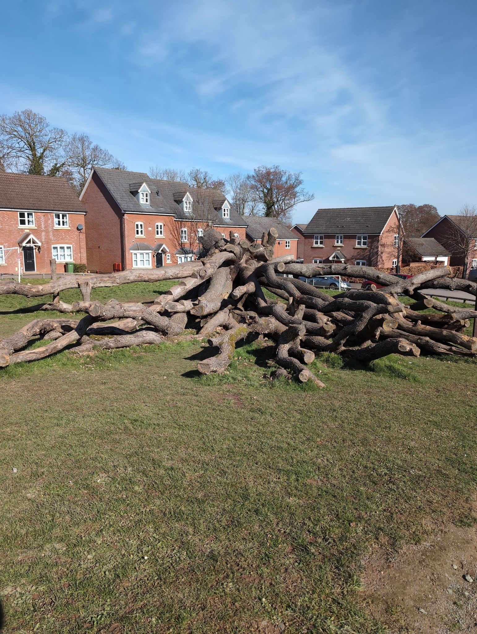 a climbing tree