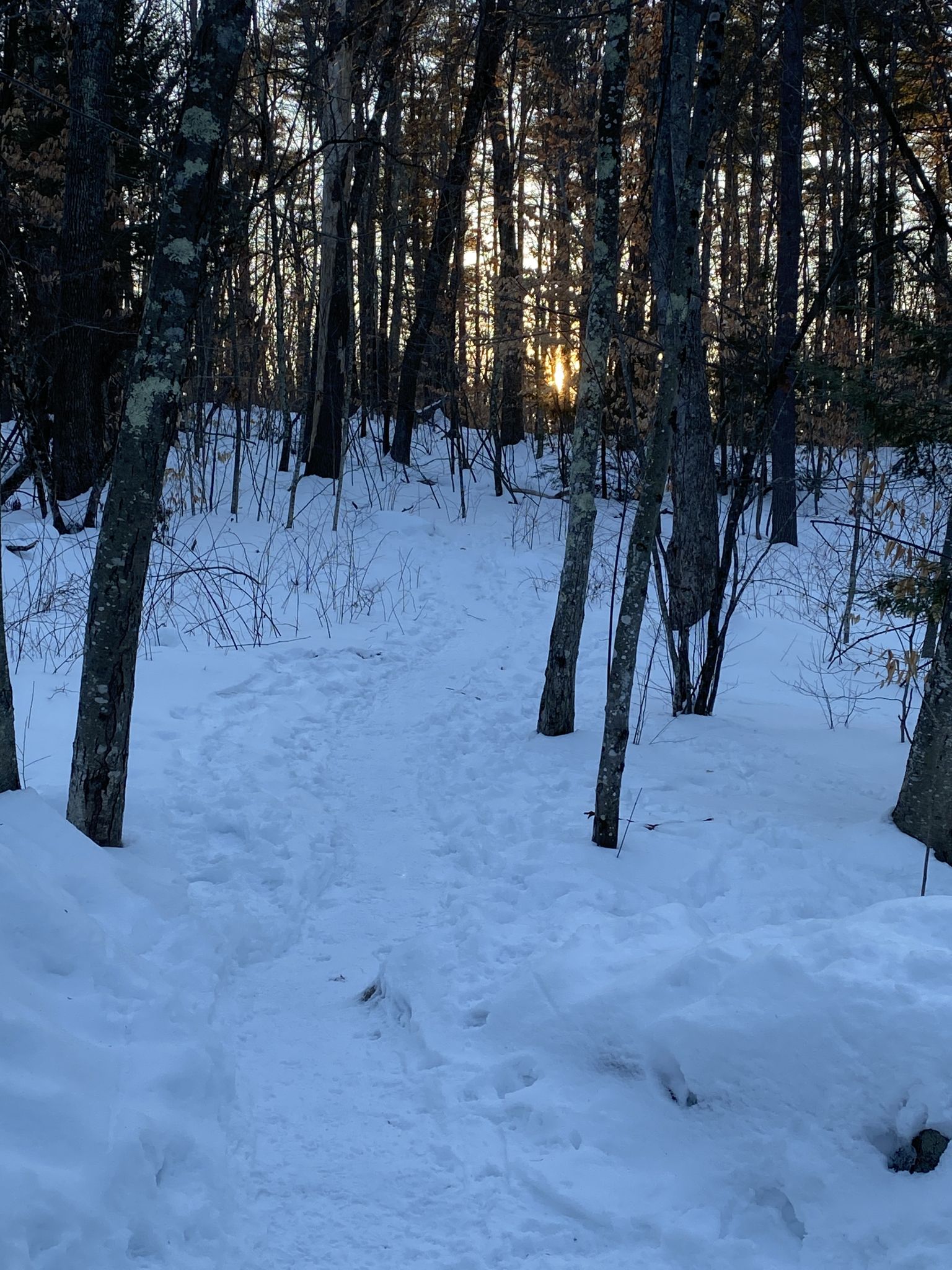 Snowy forest path with footprints, golden sunlight peeking through bare trees. - Henderson-Swasey Green Loop Trail