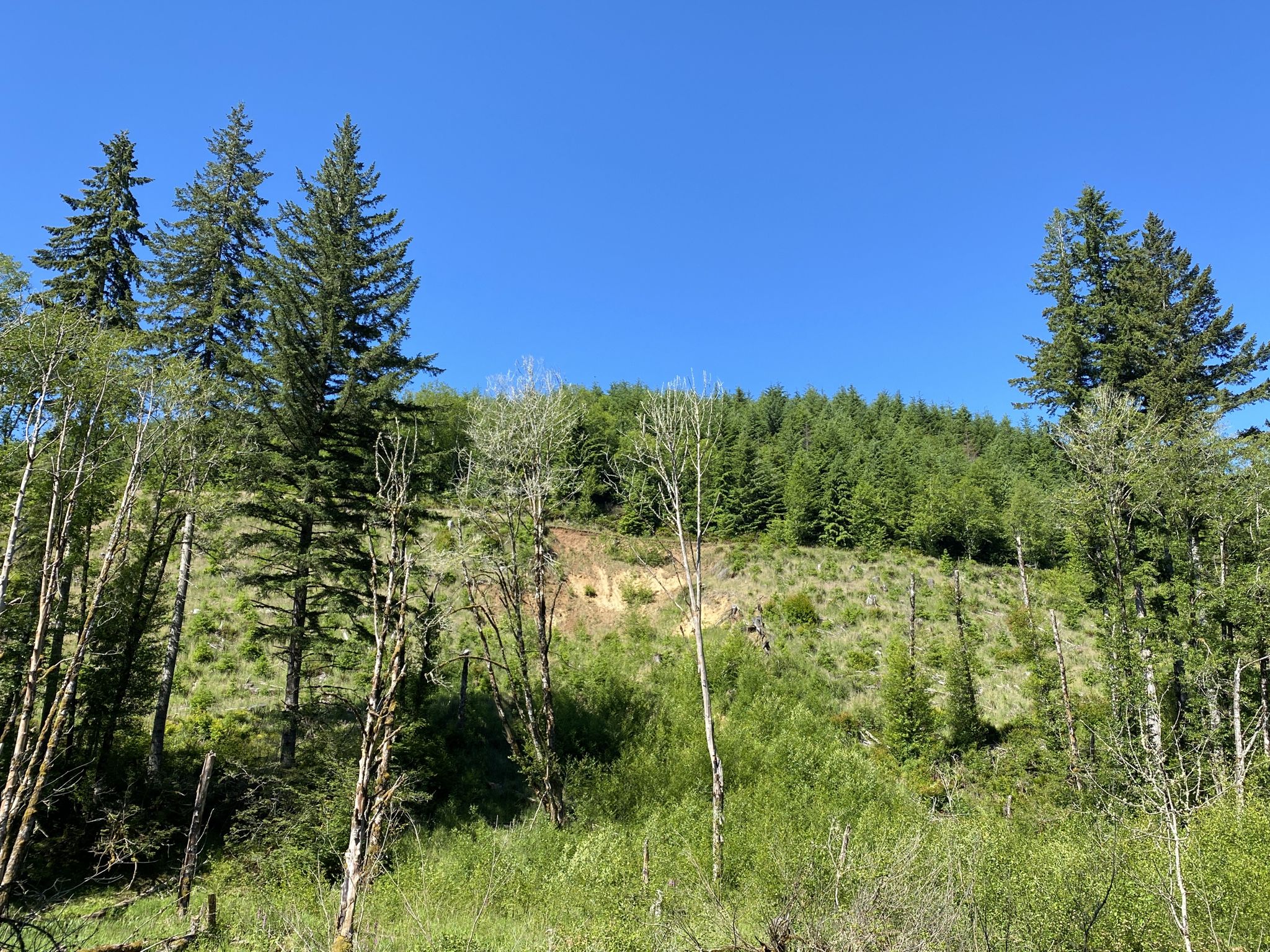 Bright sunny day over a green hillside with tall evergreen and bare trees. - Roadbike loop from McNulty