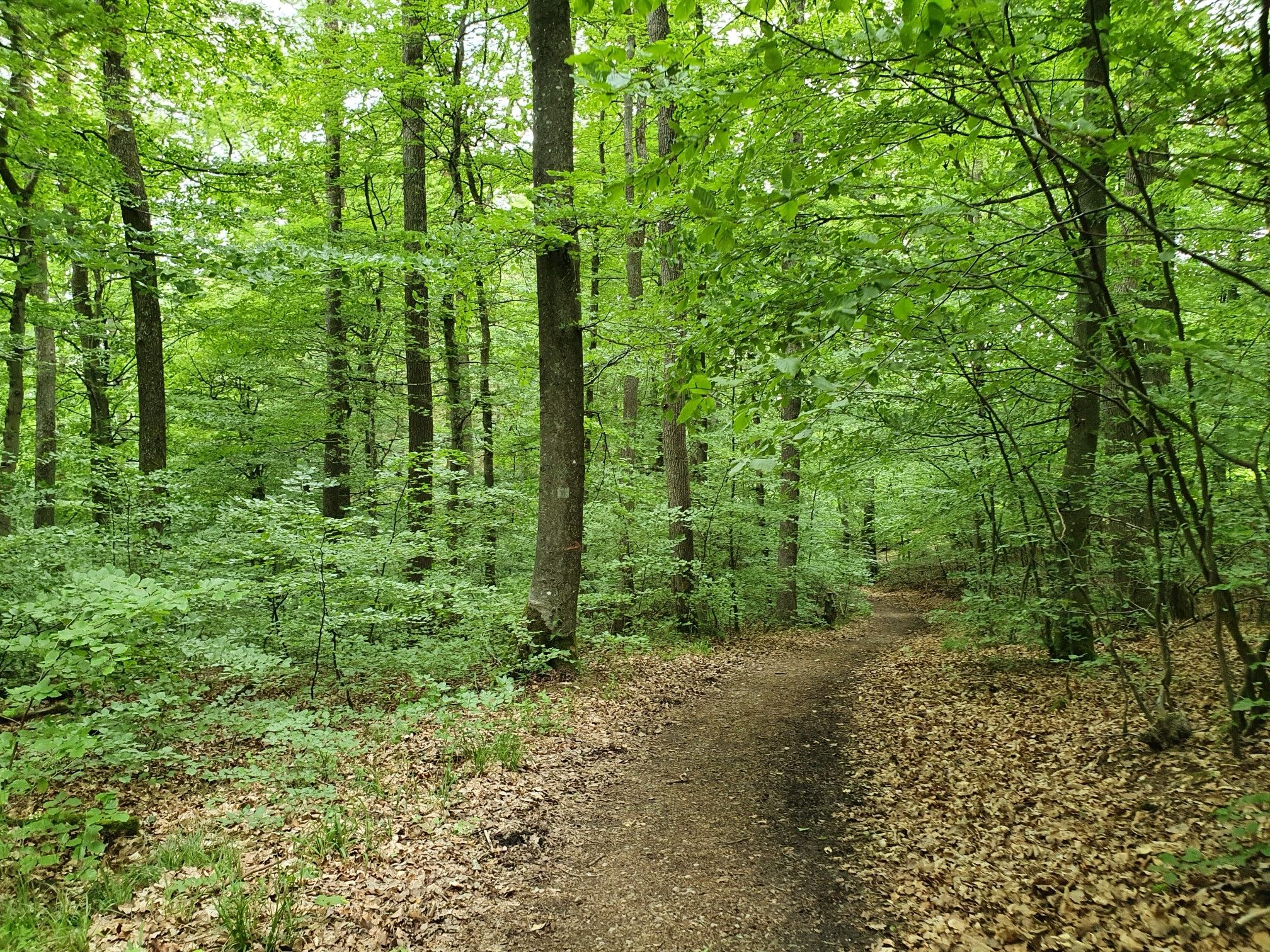 Waldboden 👍