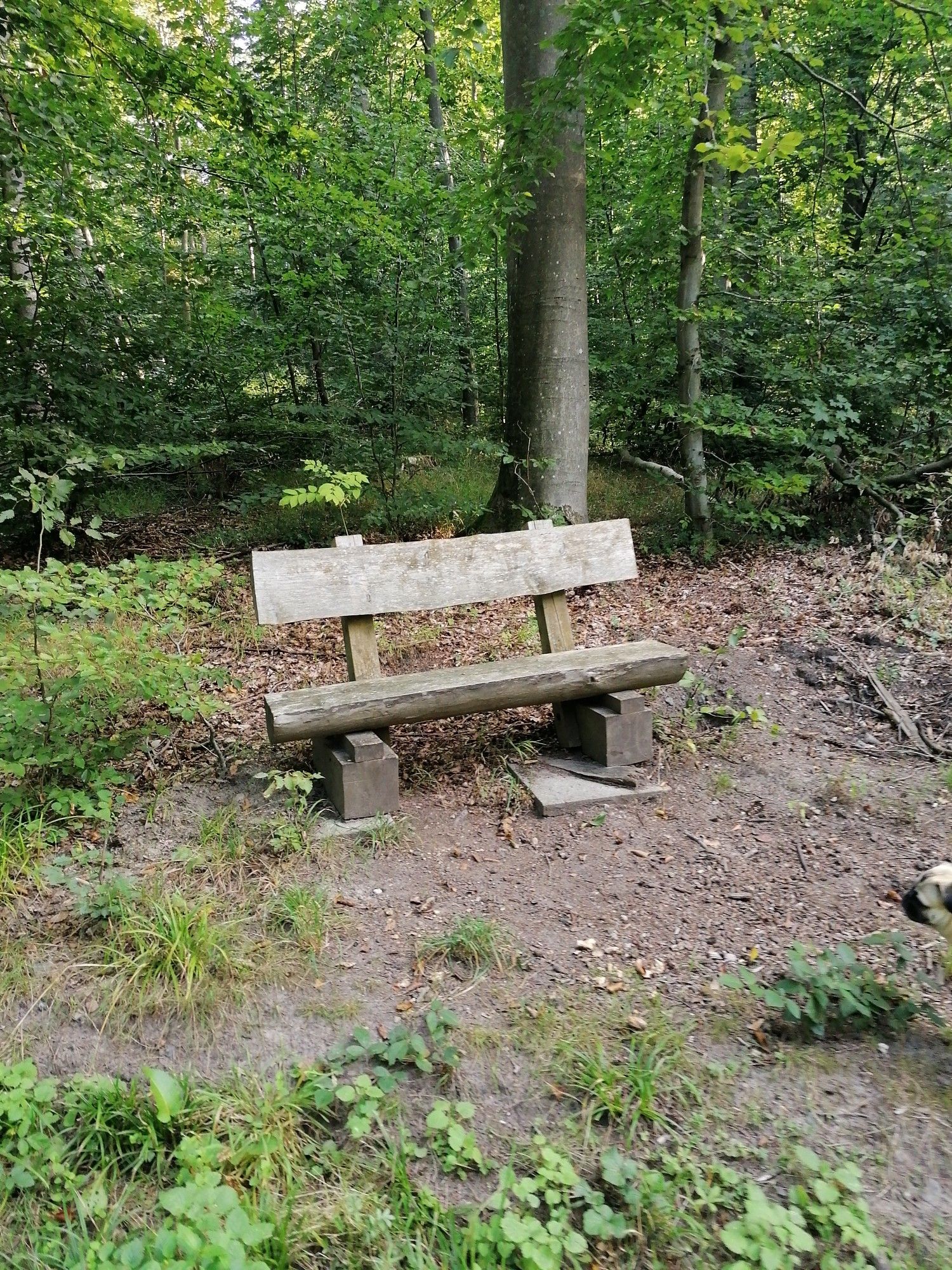 in Ruhe den Wald beobachten 