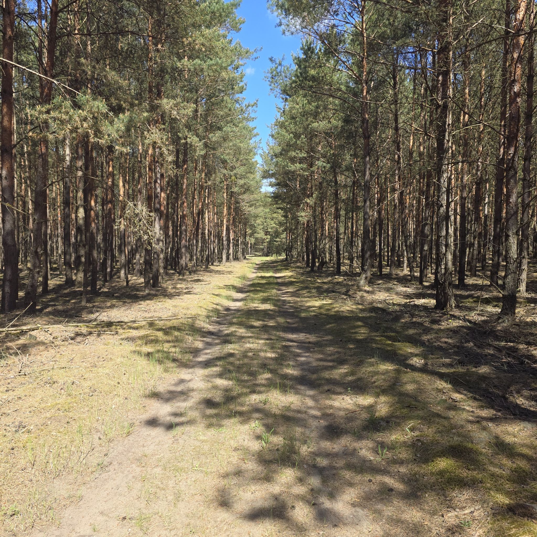 ganz schön warm schon im Kiefernwald.