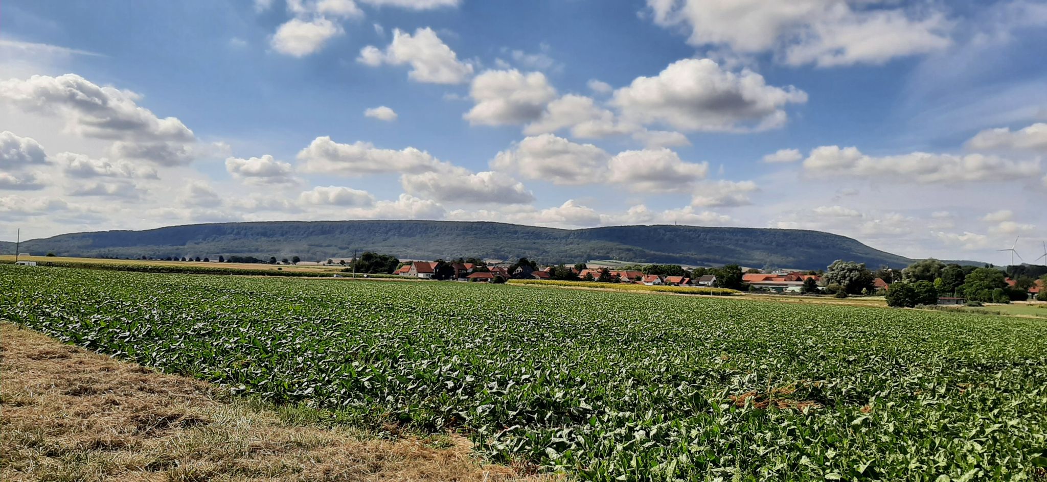 Da geht's hoch: Blick auf den Thüster  Berg