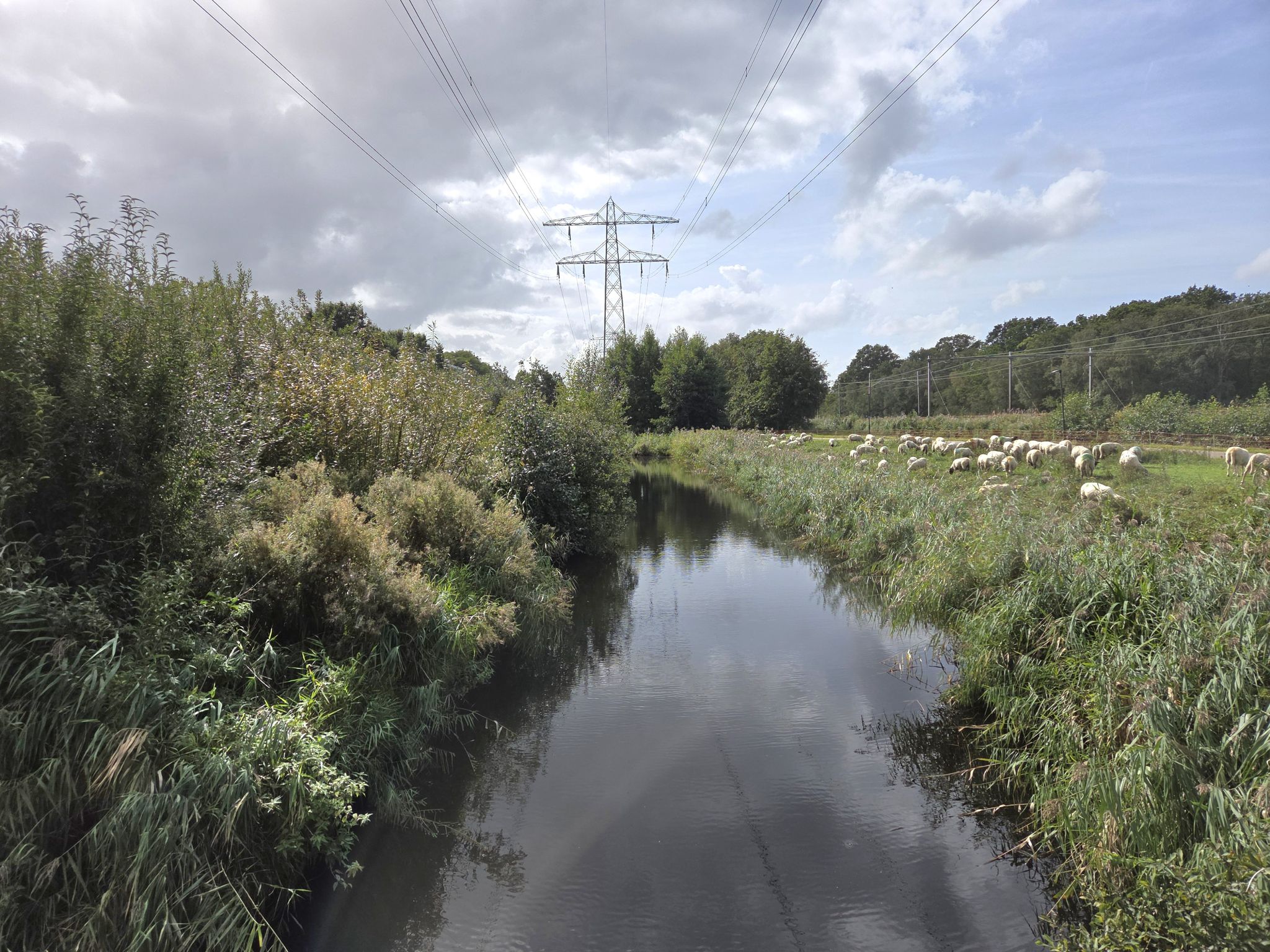 kudde Schapen aan het werk, Zijdesingel, Leidschendam
