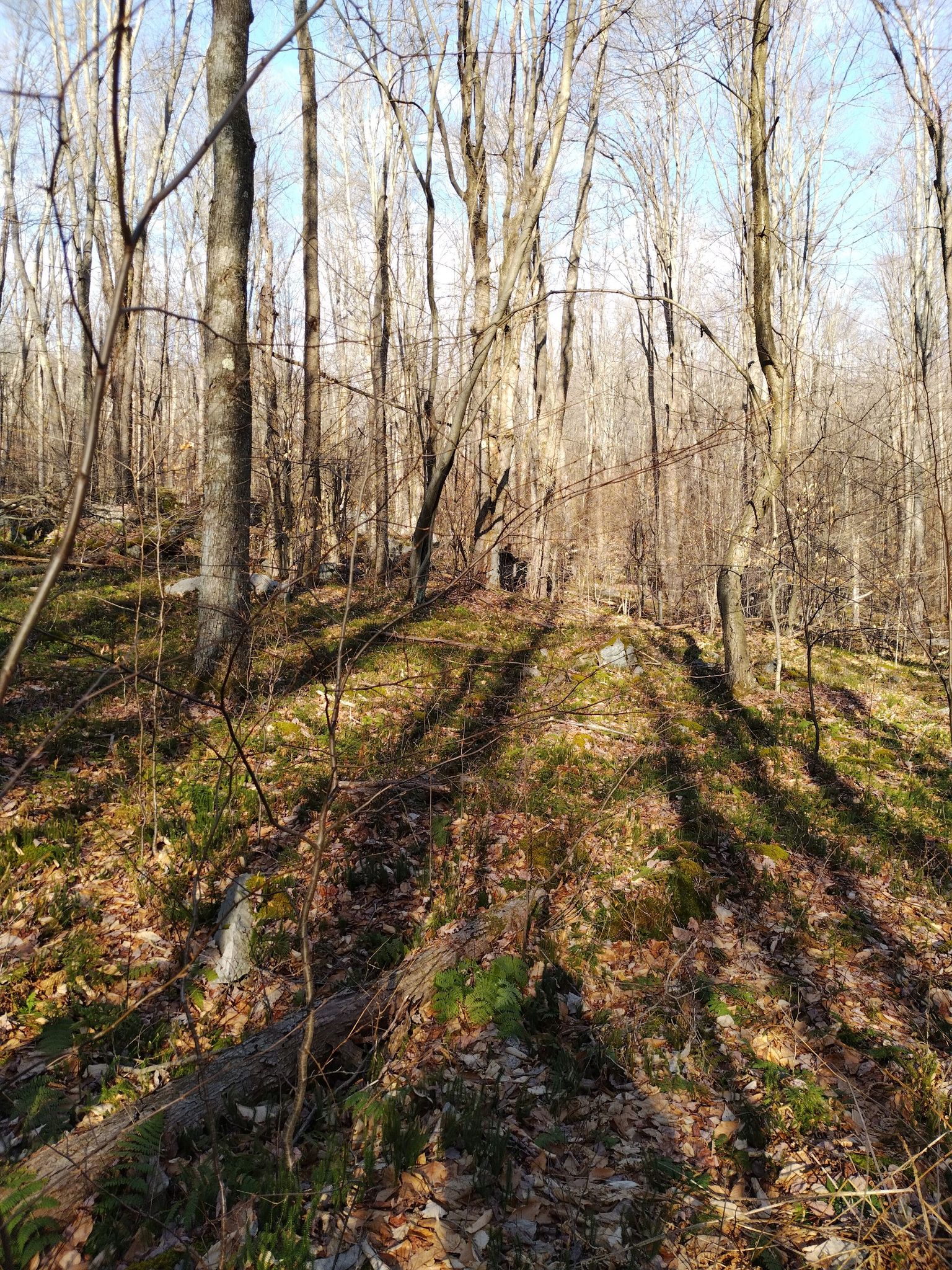 Sunny forest floor with long shadows from bare trees on a hillside. - Quehanna North Trail