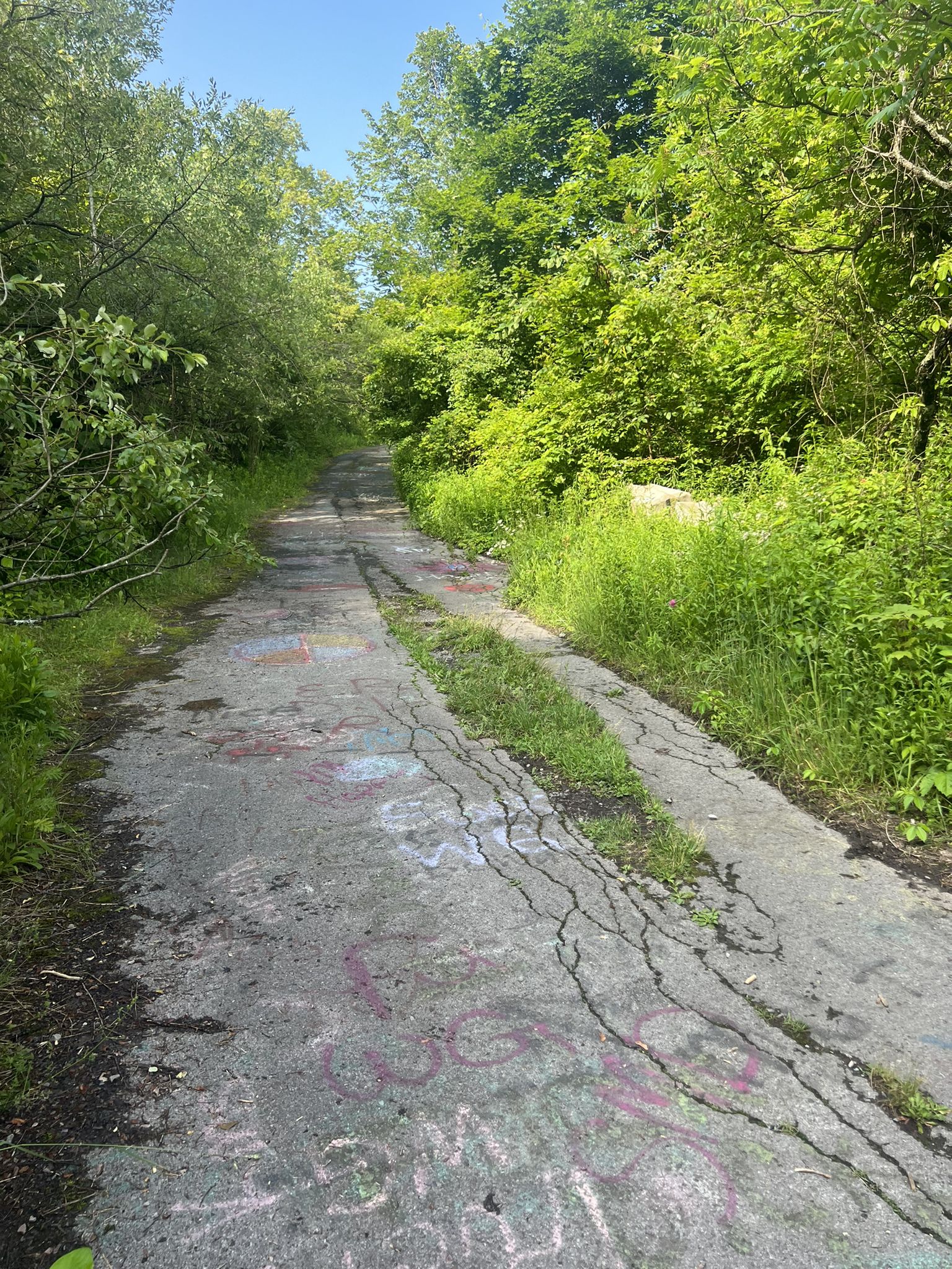 Overgrown paved path with colorful graffiti, surrounded by dense green trees in sunlight. - Auburn-Syracuse Trolley Trail