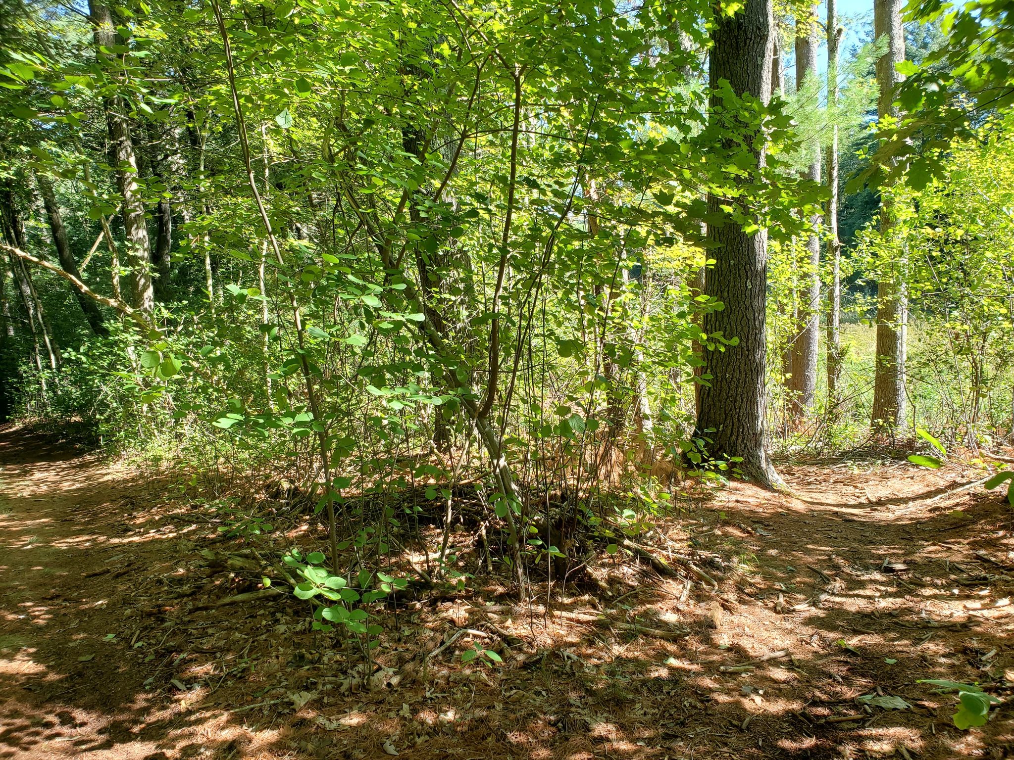 A sunny forest path with dense green undergrowth and tall trees. - Adams Farm loop