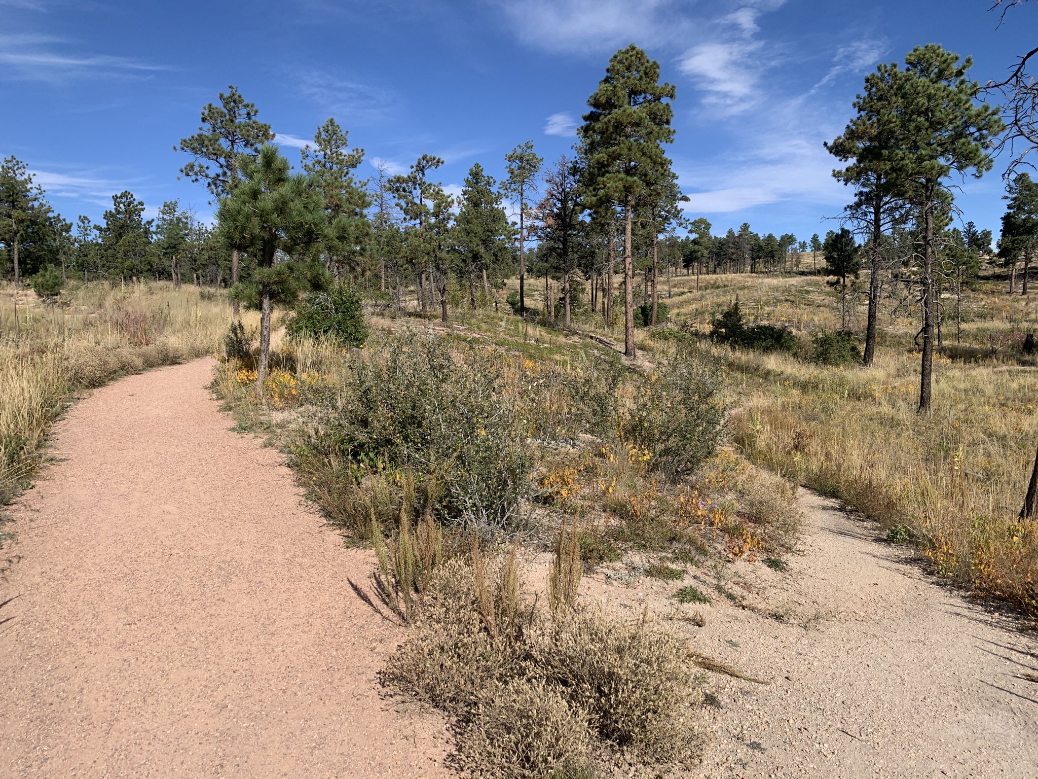 Two dirt paths diverge in a sunny, grassy, treed landscape. - Pikes Peak Loop