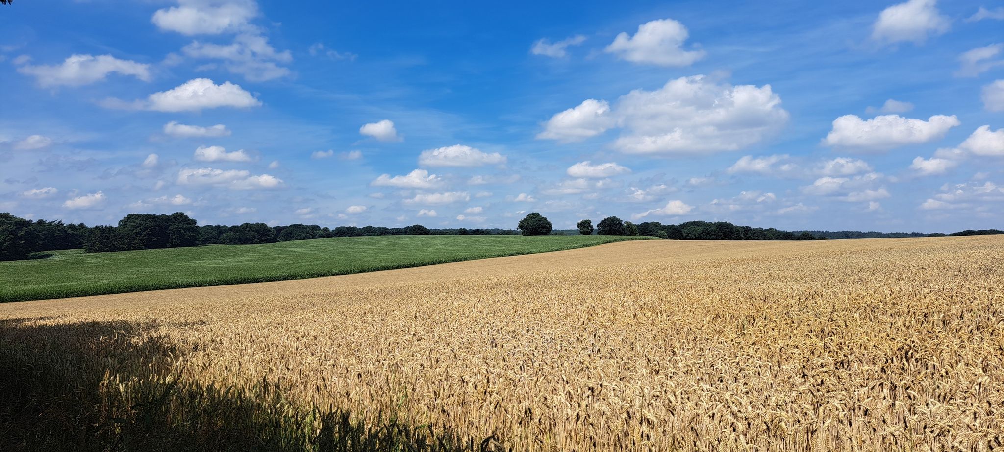 pure pure blauer Himmel über Damme