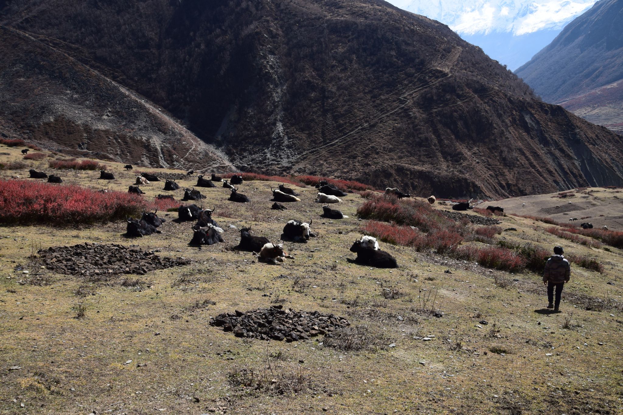Yak-Herde