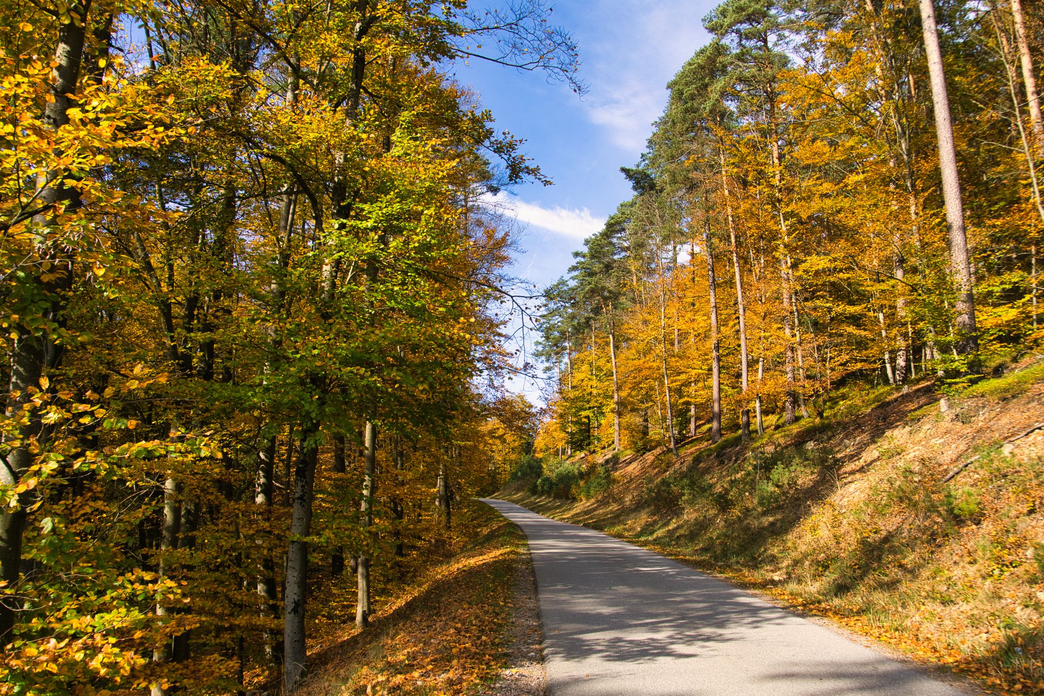 herbstlicher Bay. Wald